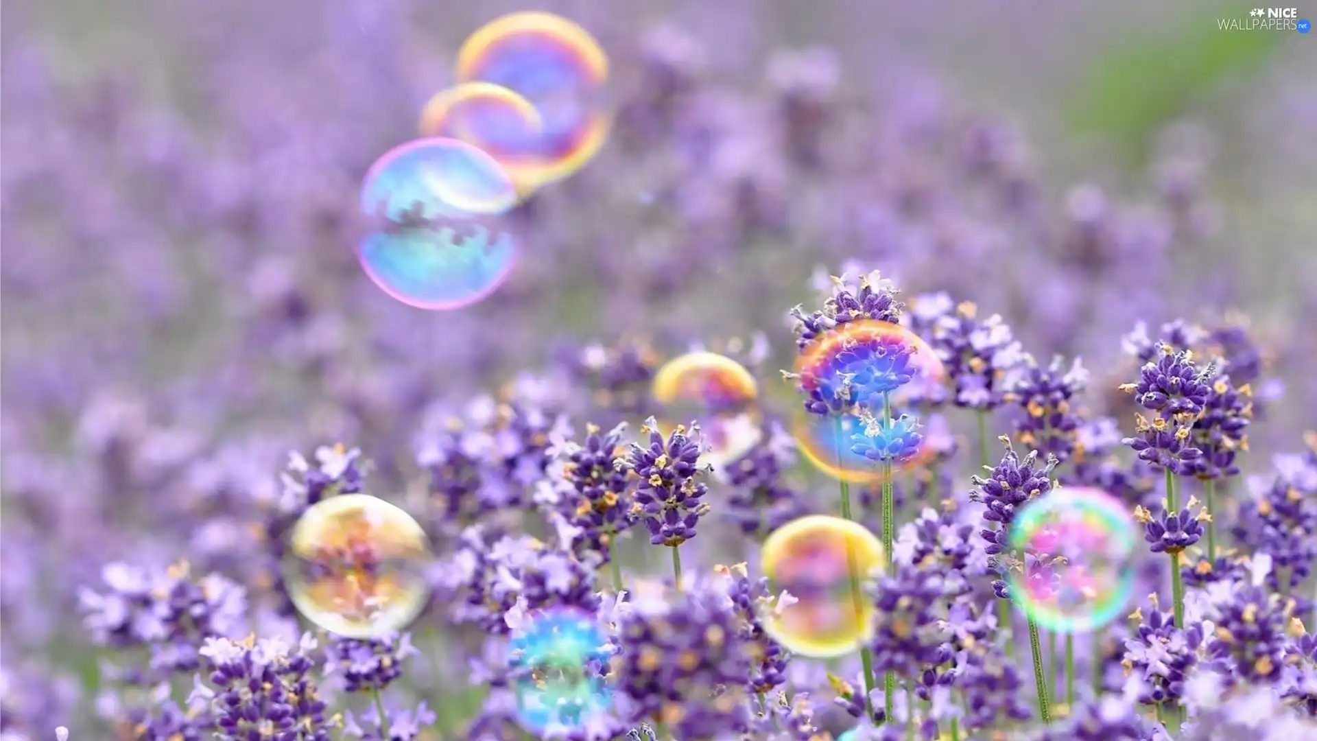 interesting eyes, Flowers, Wildflowers