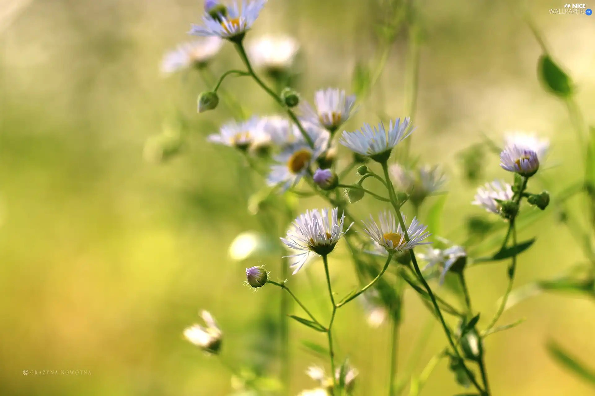 Erigeron White, Flowers, Wildflowers