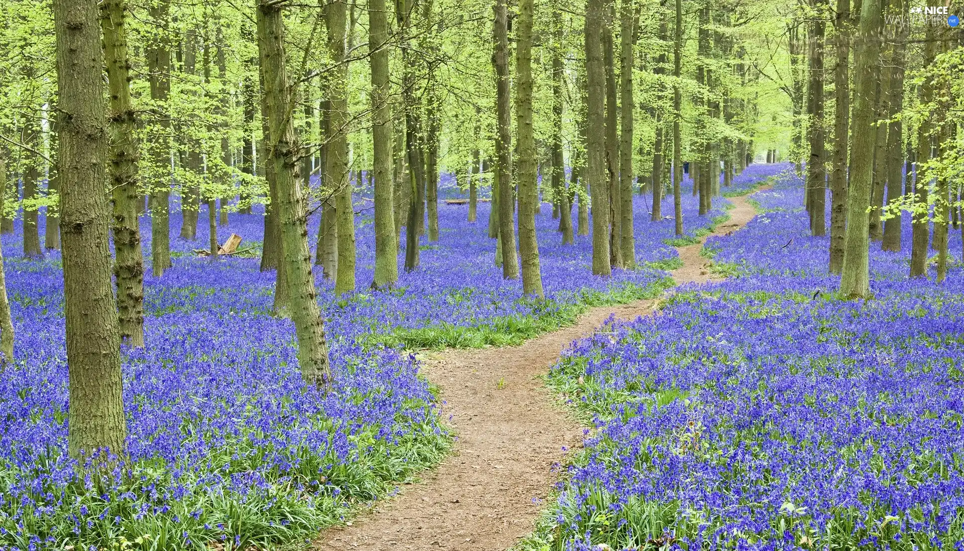 Wildflowers, Flowers, trees, viewes, forest