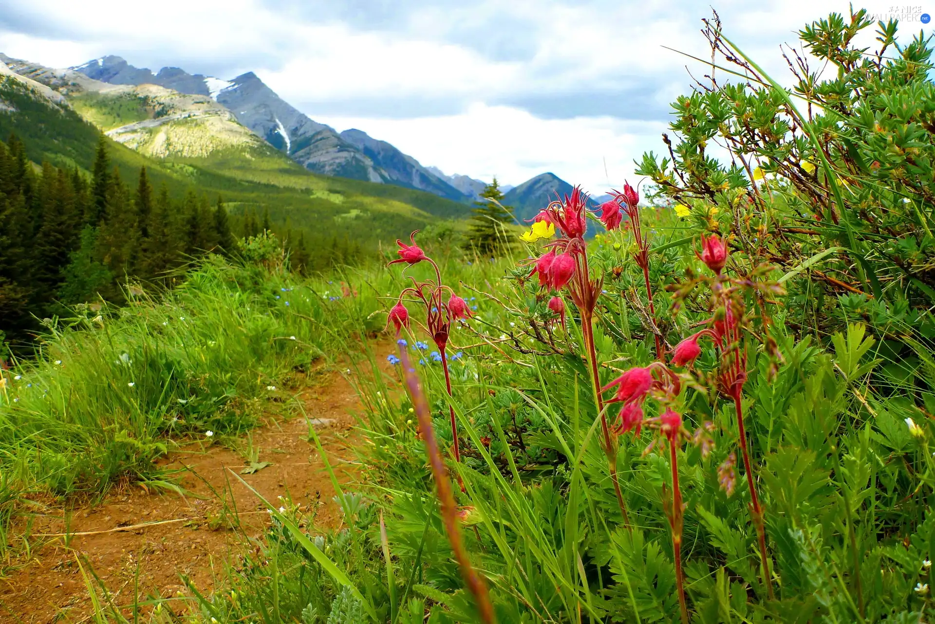 Wildflowers, Flowers, pass, Path, Mountains