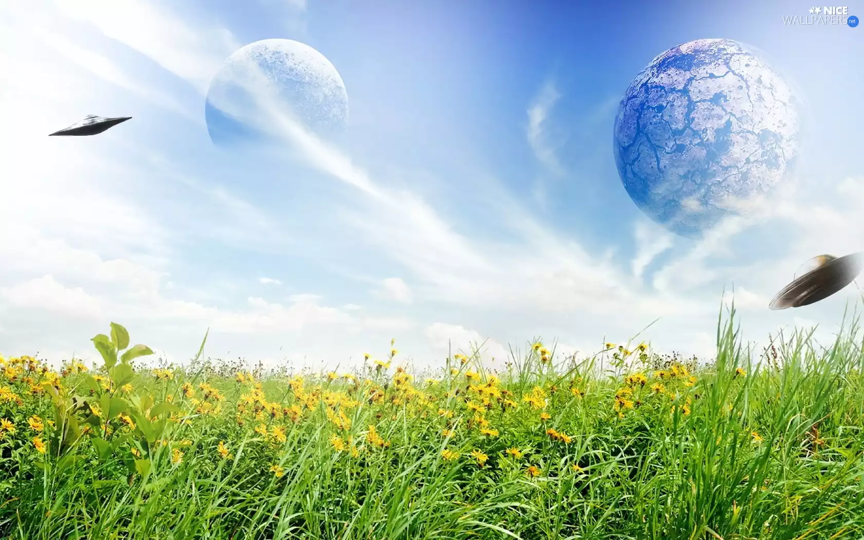 Meadow, Flowers, Planets, Wildflowers