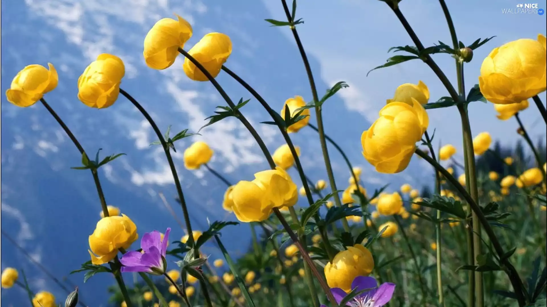 Yellow, Flowers, Globeflower, Wildflowers