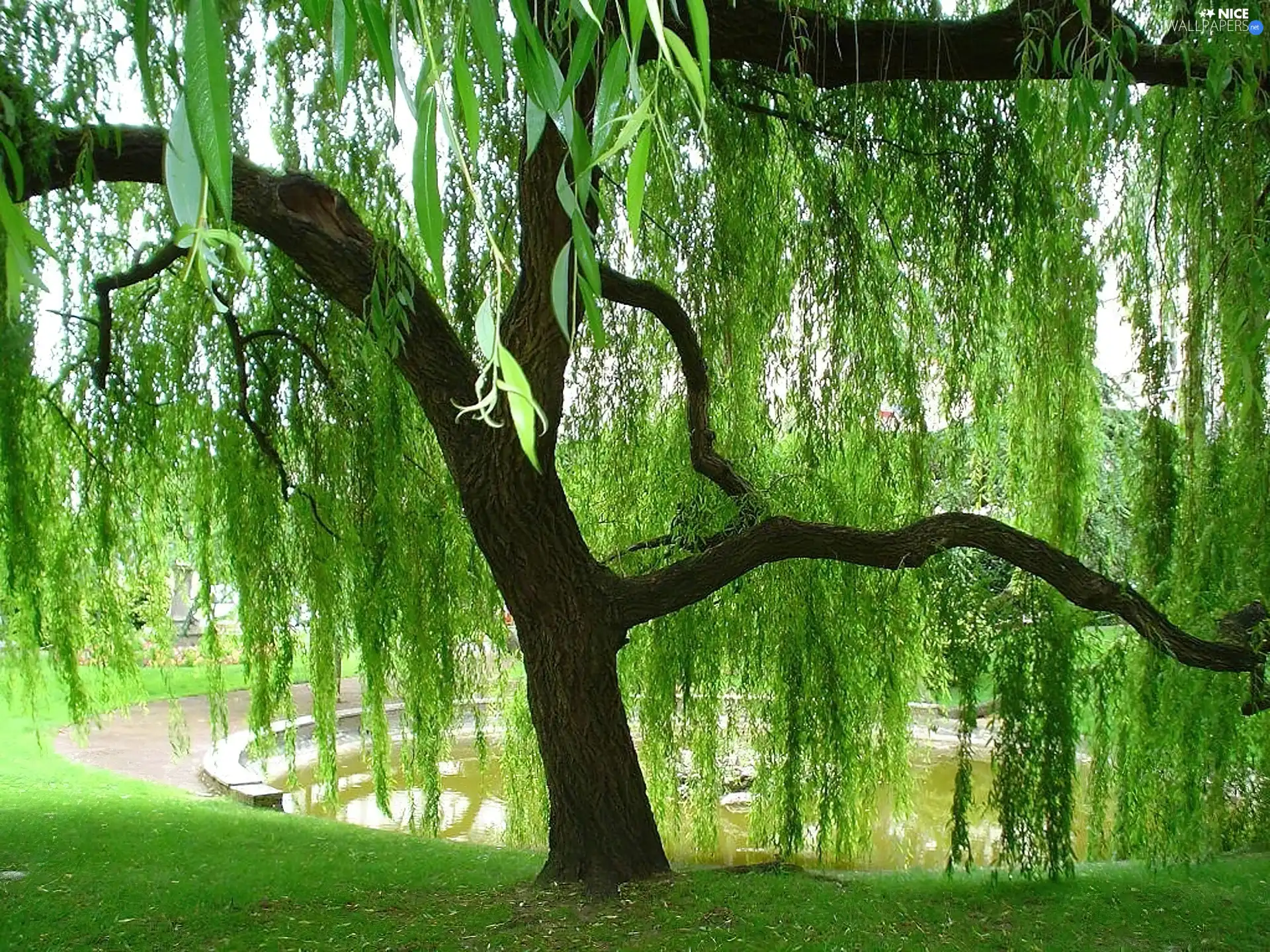 Beauty, Willow