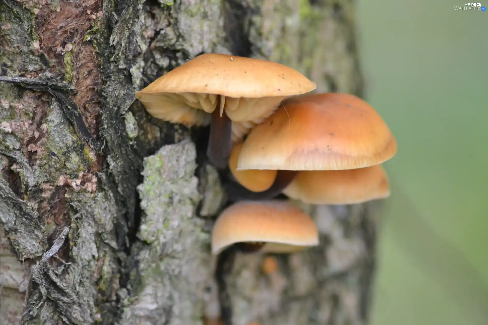 mushroom, bark, willow, an