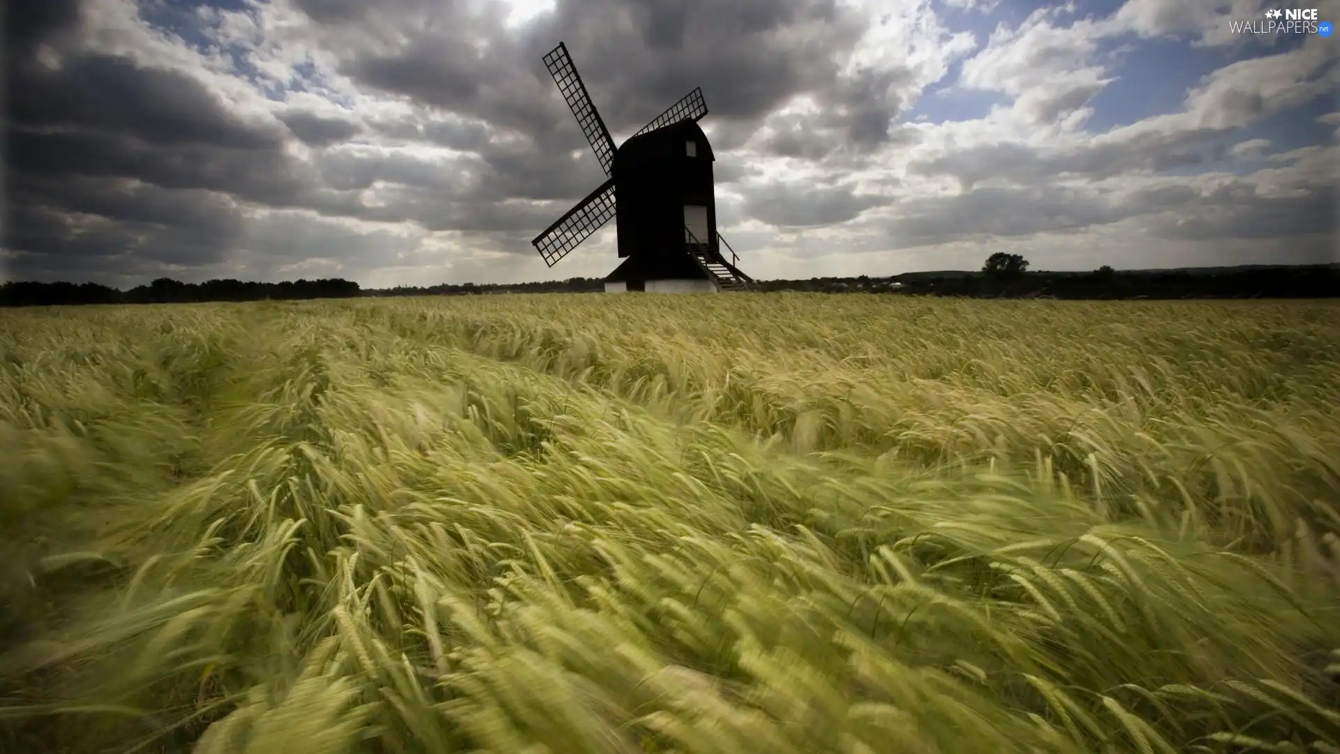 Windmill, Ears, cereals