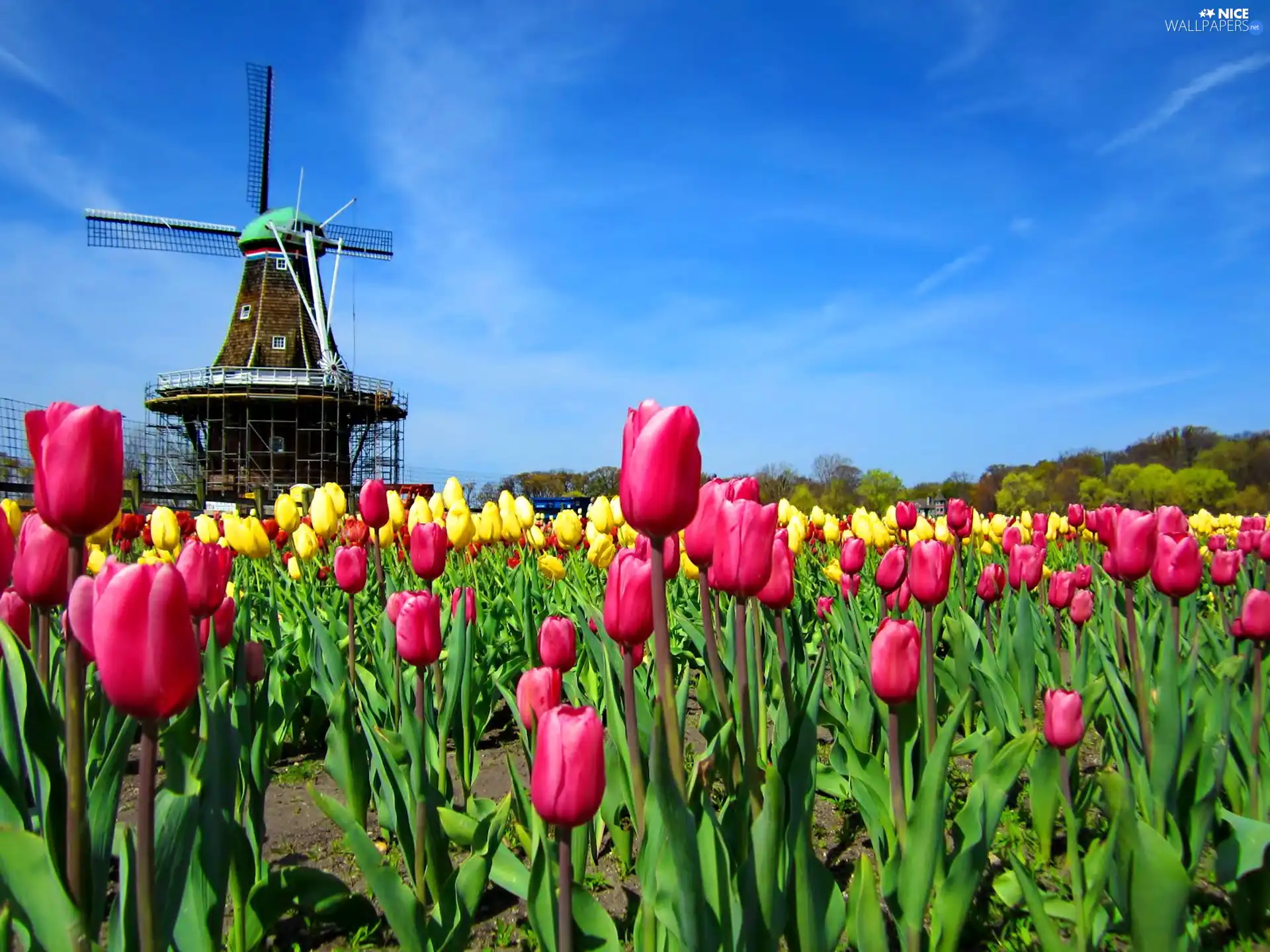 Windmill, Sky, Tulips