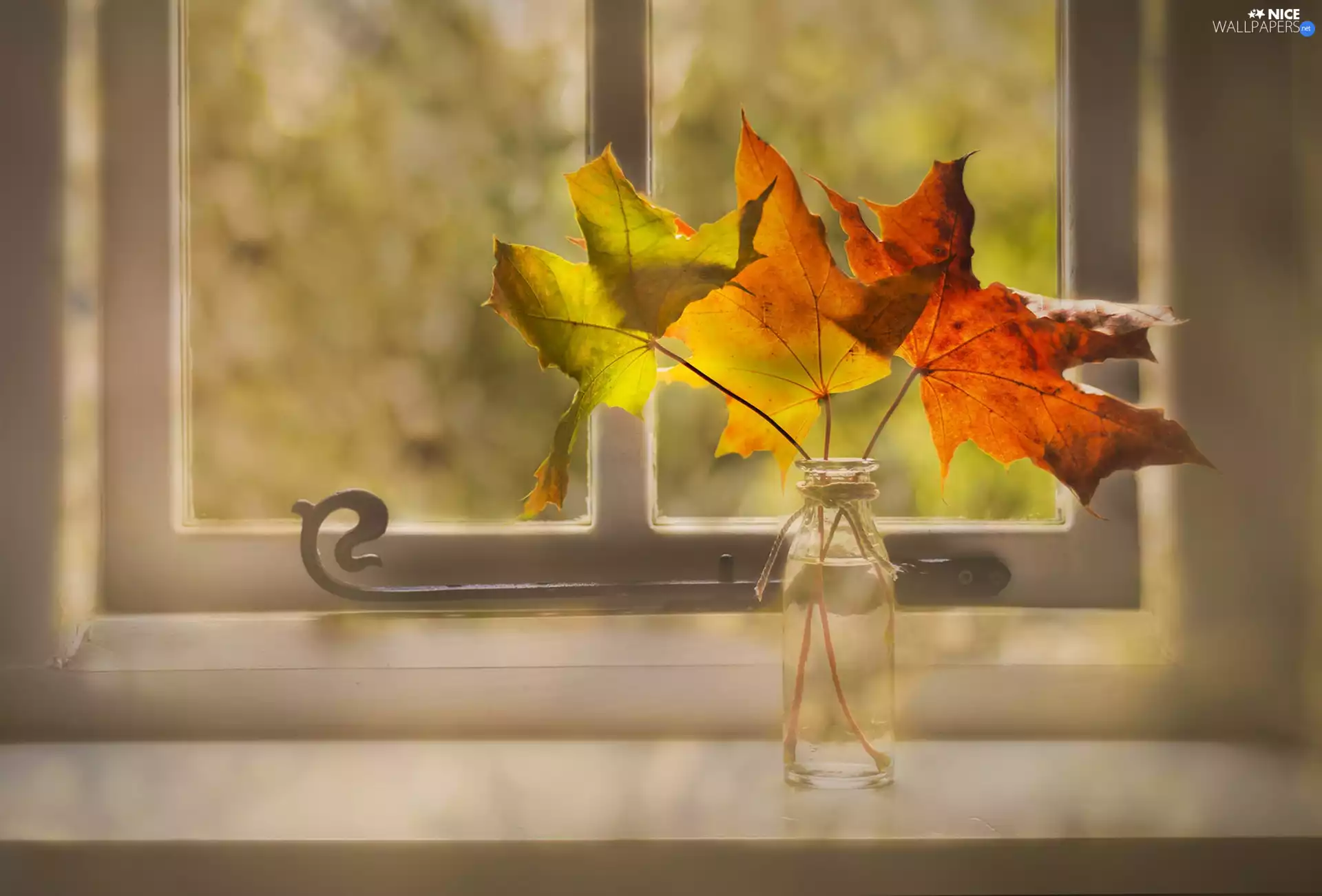 composition, vase, Leaf, Window