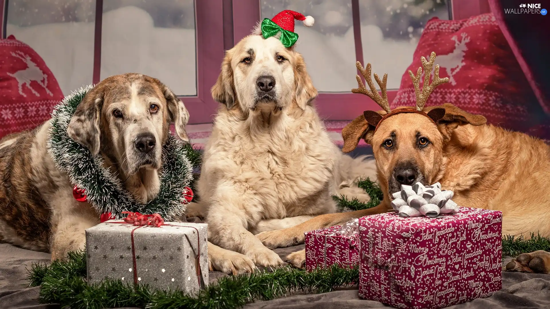 Christmas, Three, gifts, Window, ornamentation, Dogs