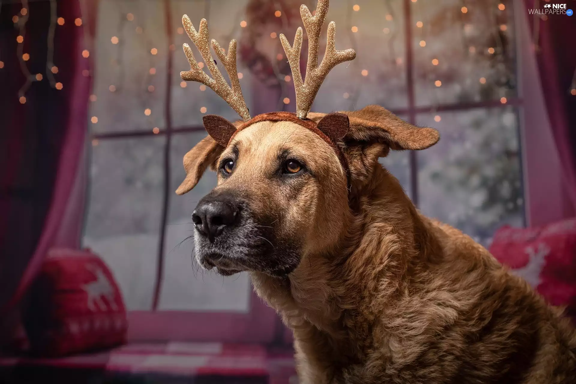 lights, Window, horns, reindeer, dog