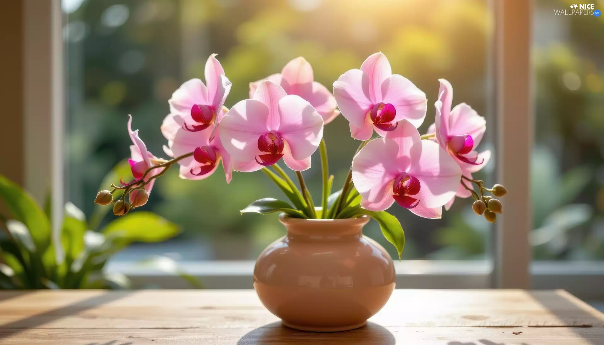 orchids, Flowers, Vase, Window, orchid, Pink