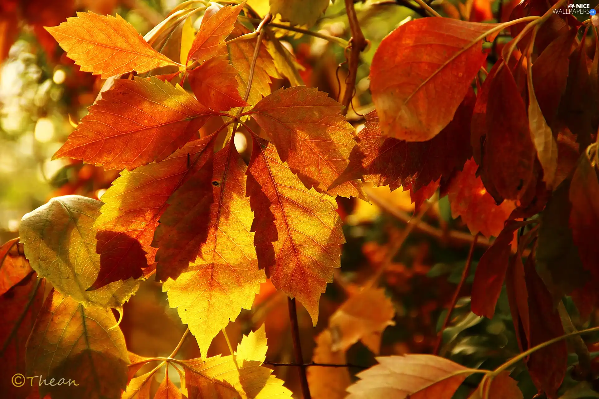 Wine, autumn, Leaf, wild, color