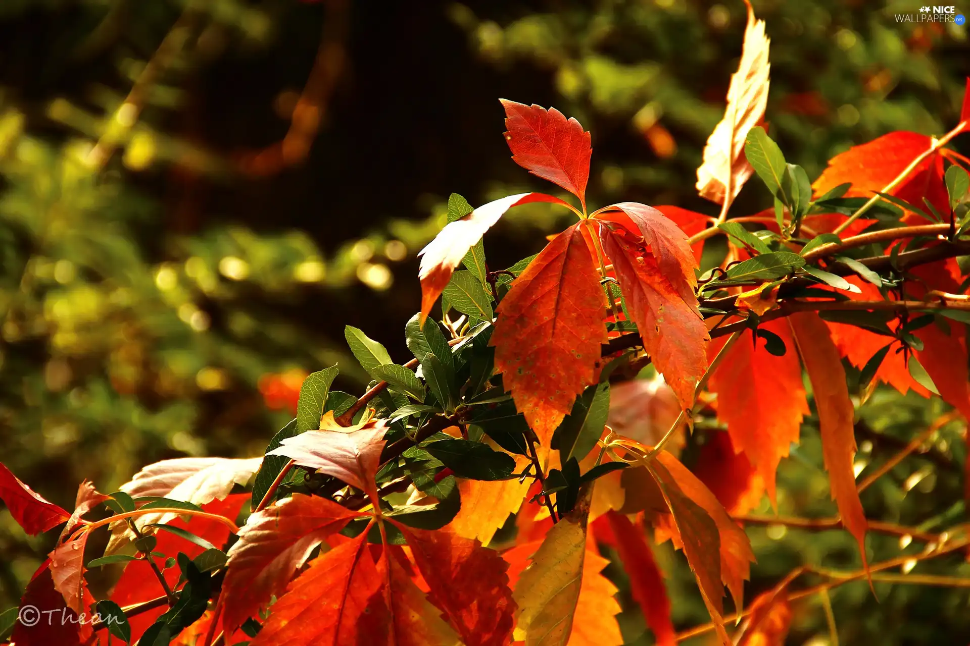 Wine, autumn, Leaf, wild, color