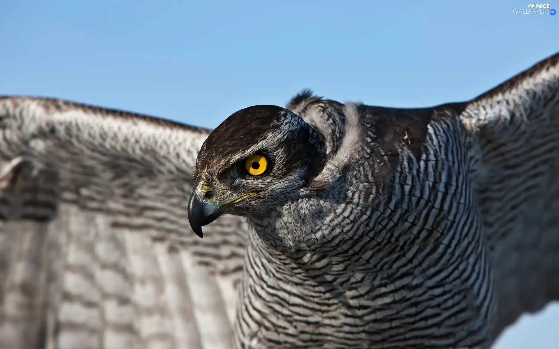 hawk, eye, wings, nose