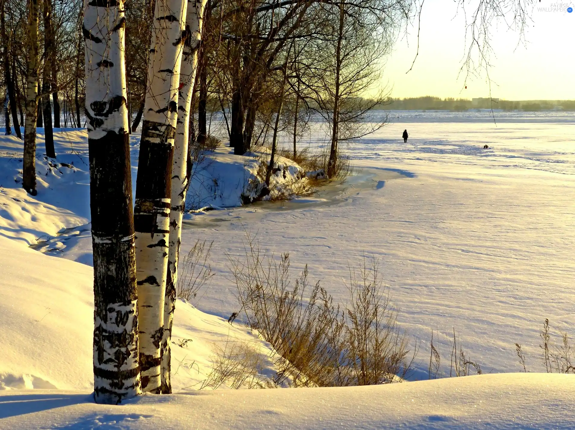 winter, River, birch