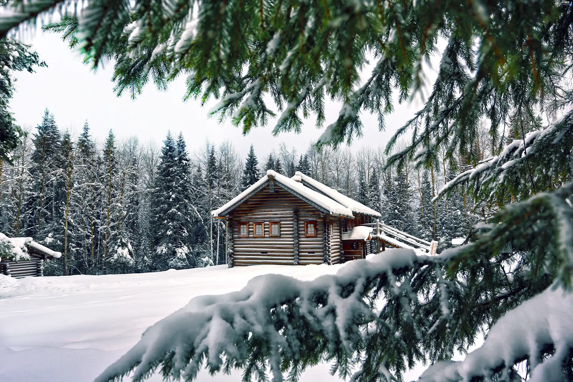 winter, Home, forest