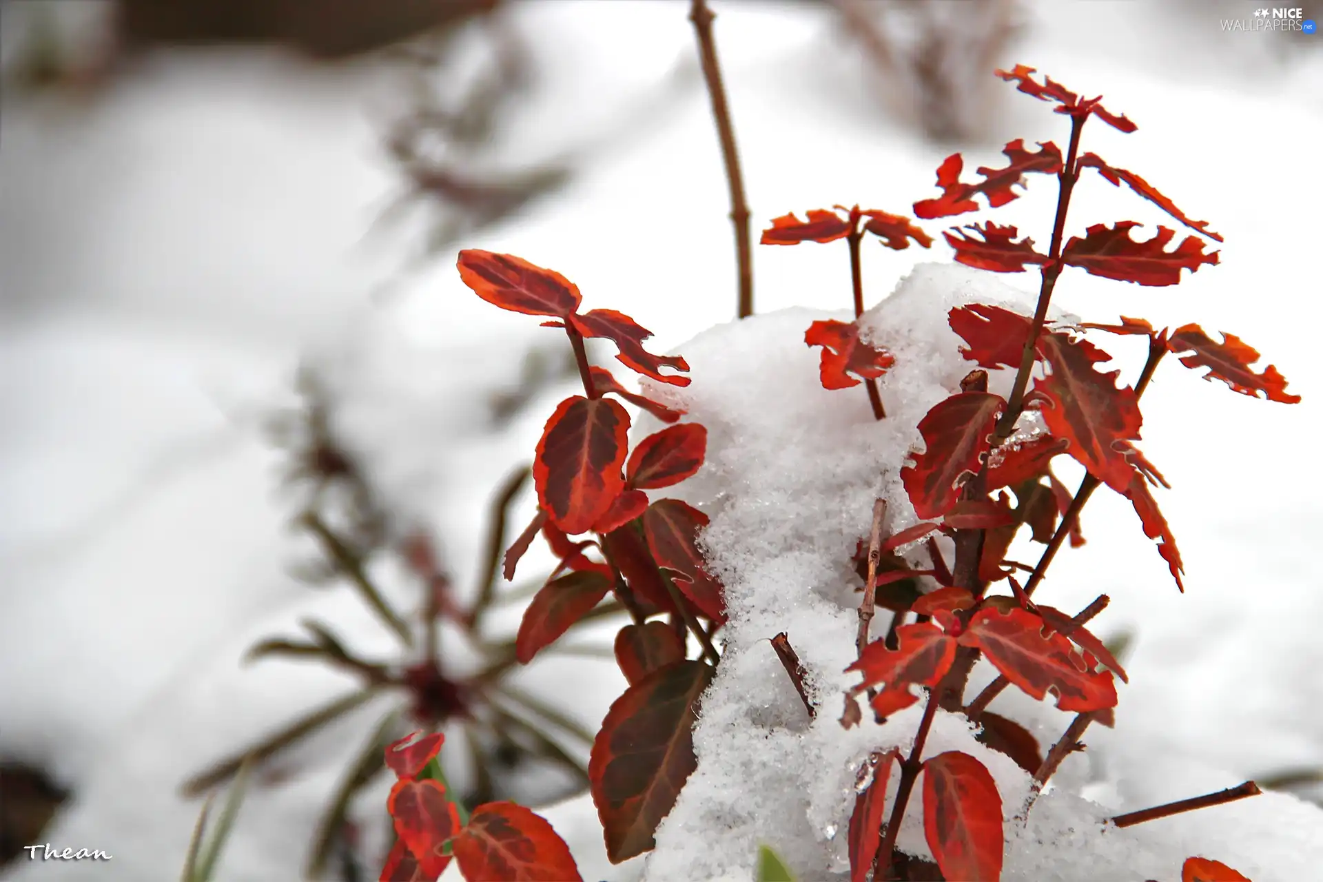 red hot, snow, winter, plant