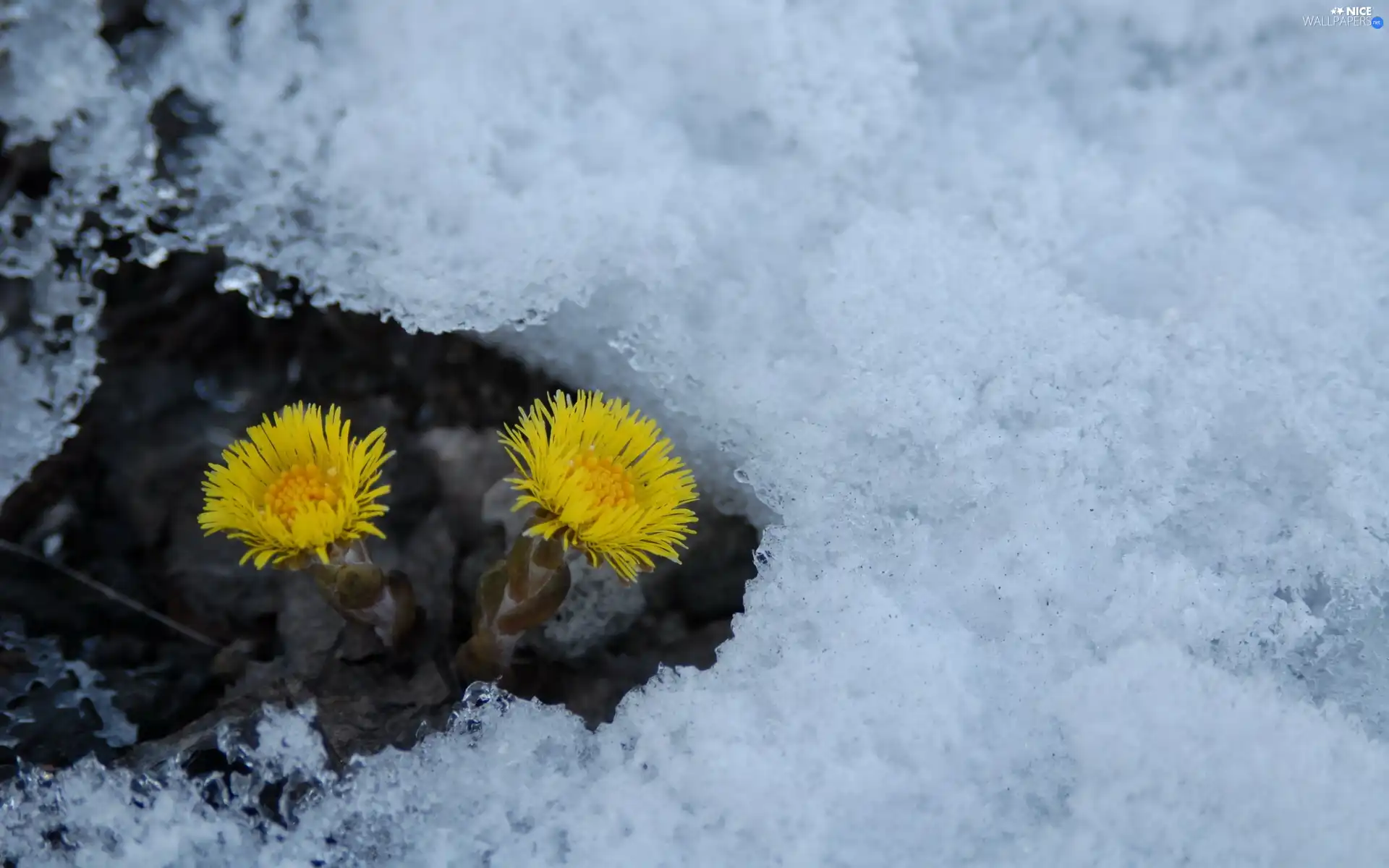 winter, Flowers, Icecream