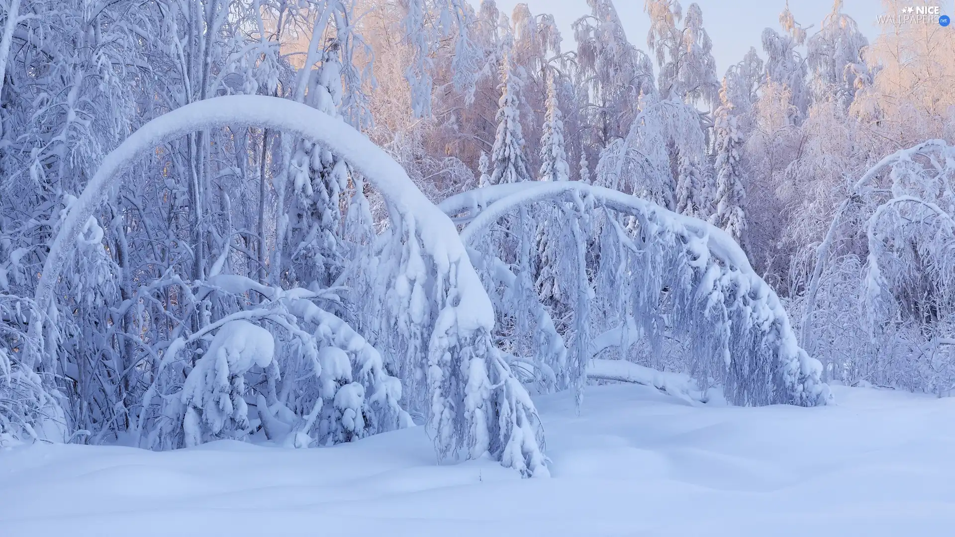 trees, forest, snow, winter, viewes, inclined