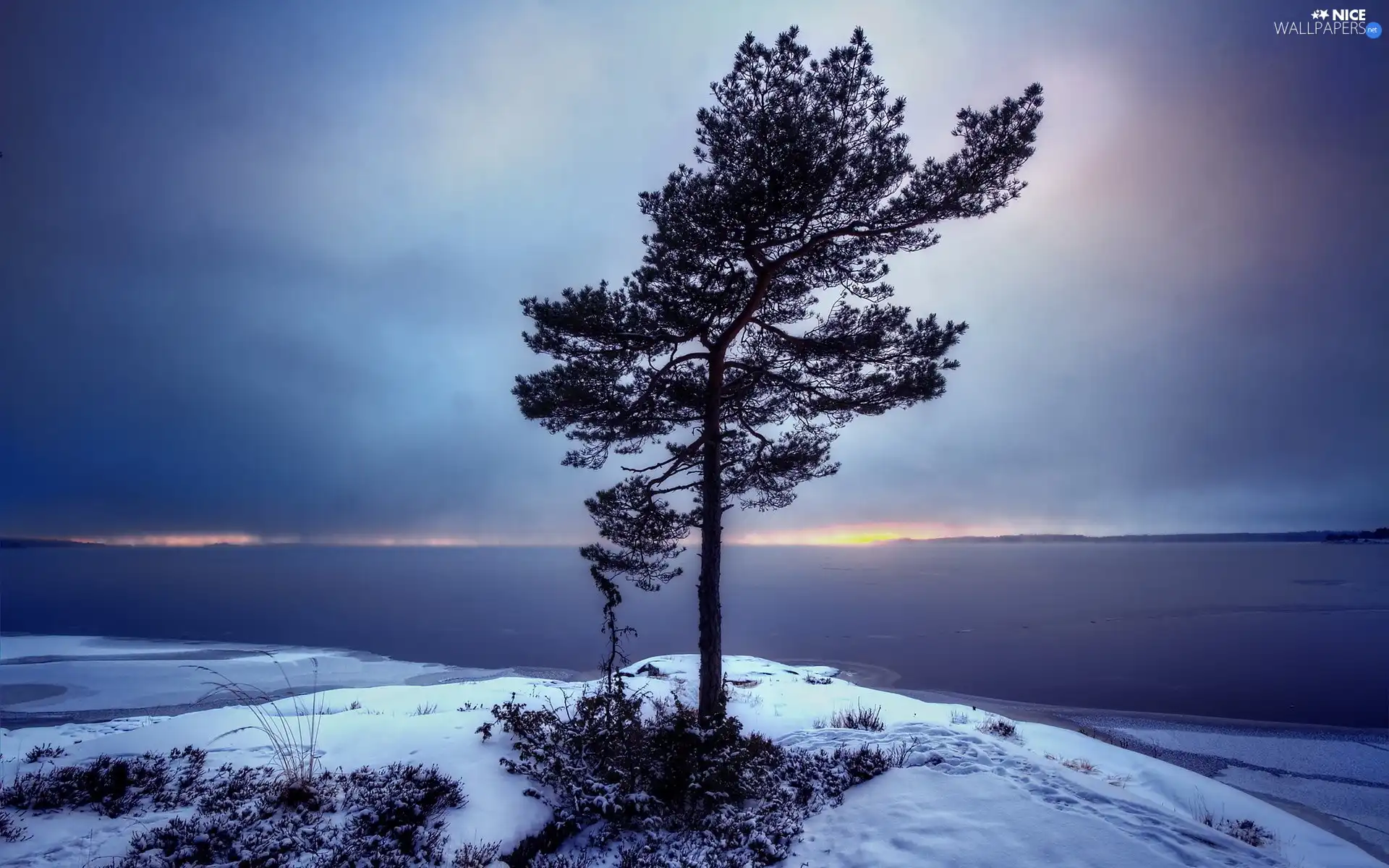 lonely, Coast, winter, trees