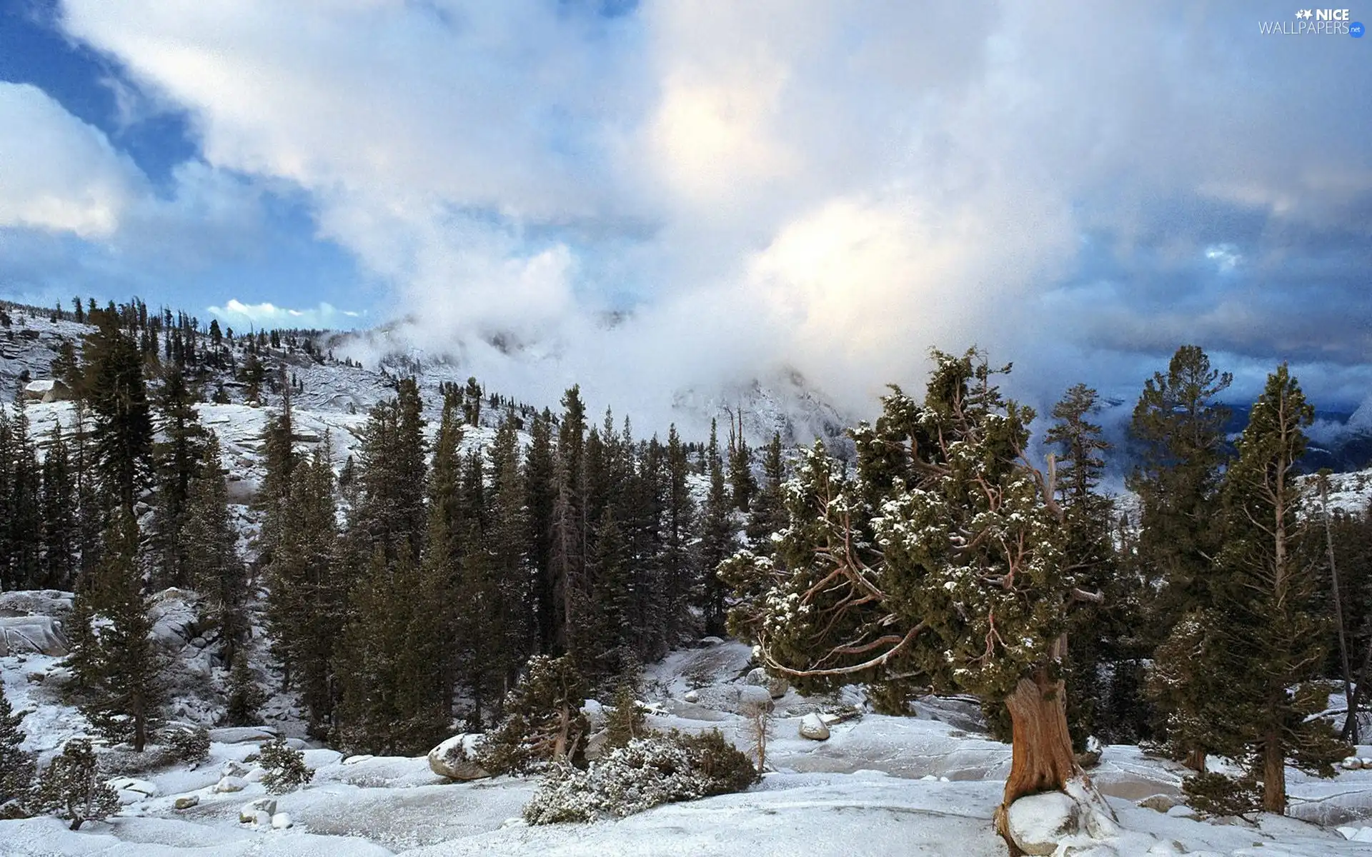 Mountains, clouds, winter, woods