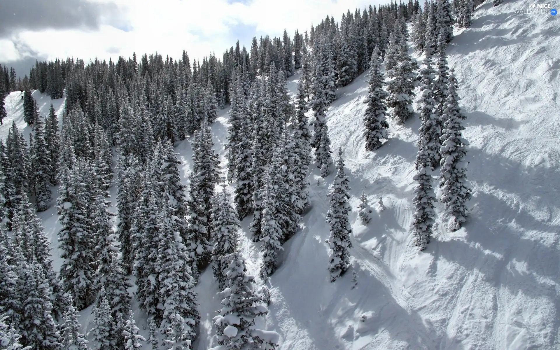 mountains, slope, winter, forest