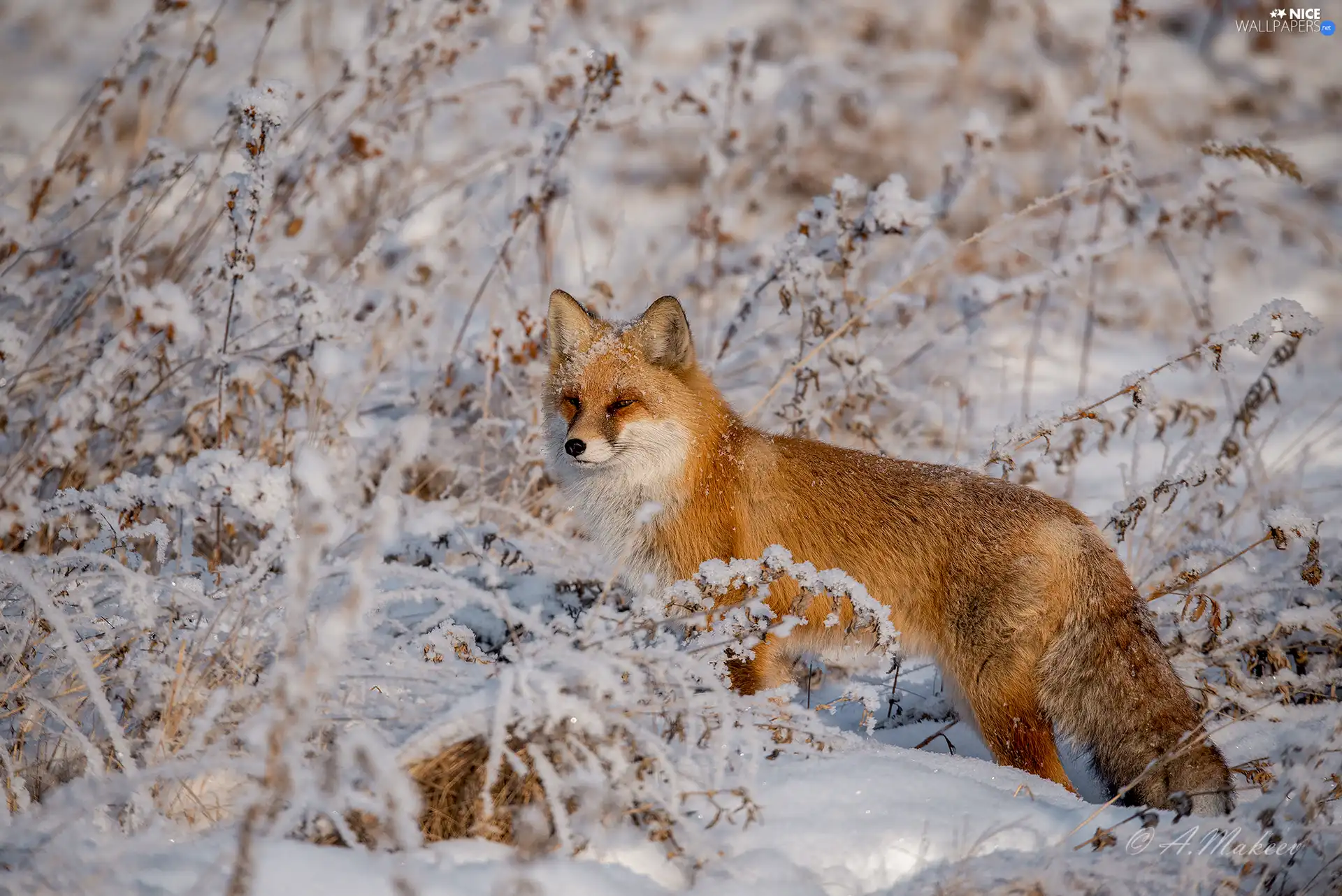 winter, Fox, Plants