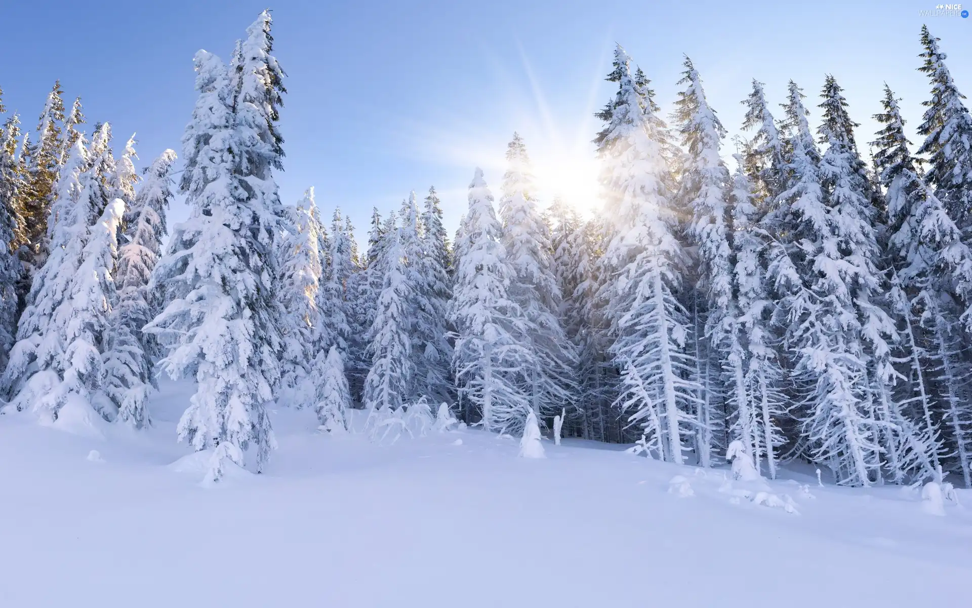 rays, forest, winter, sun