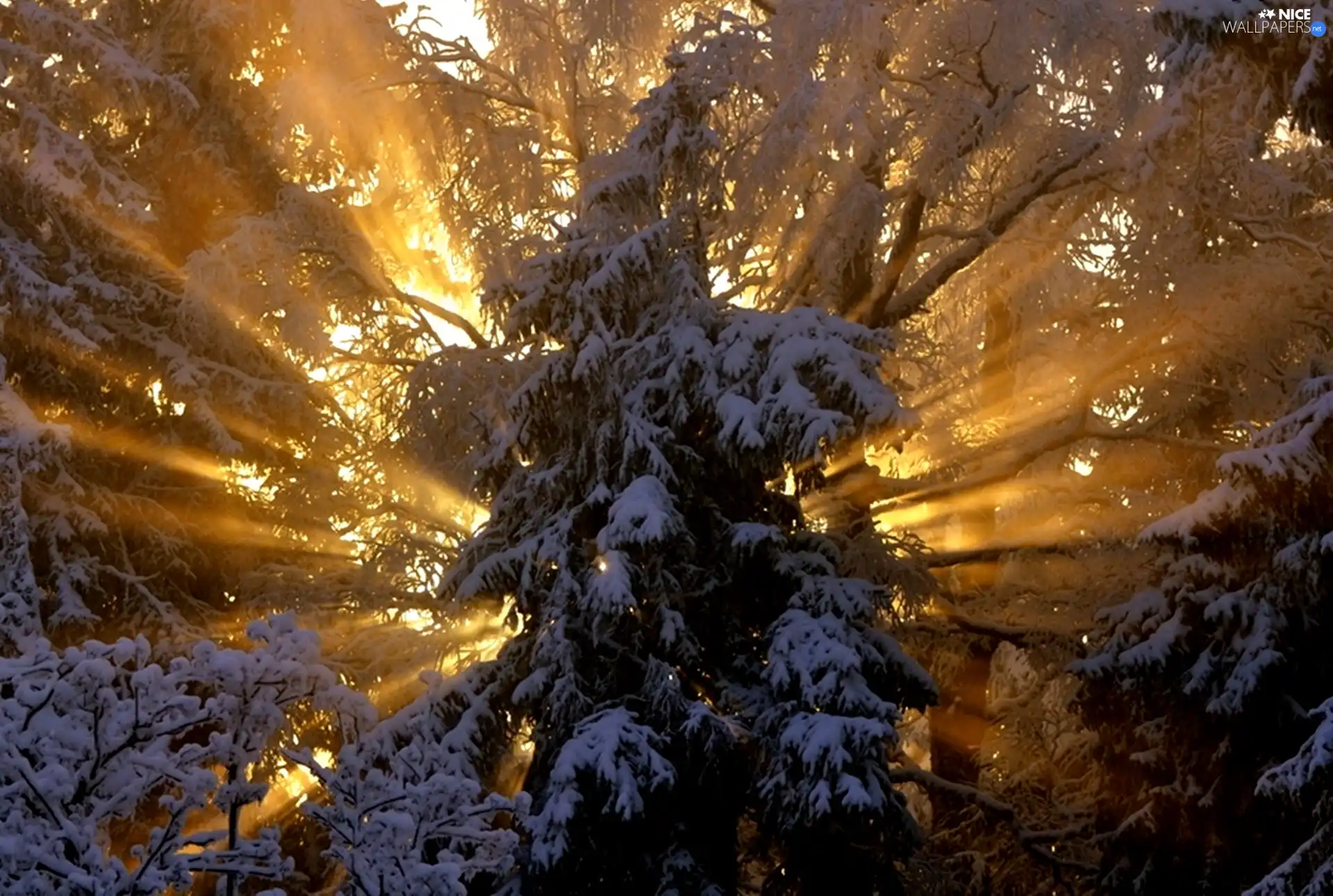 rays, spruce, winter, sun