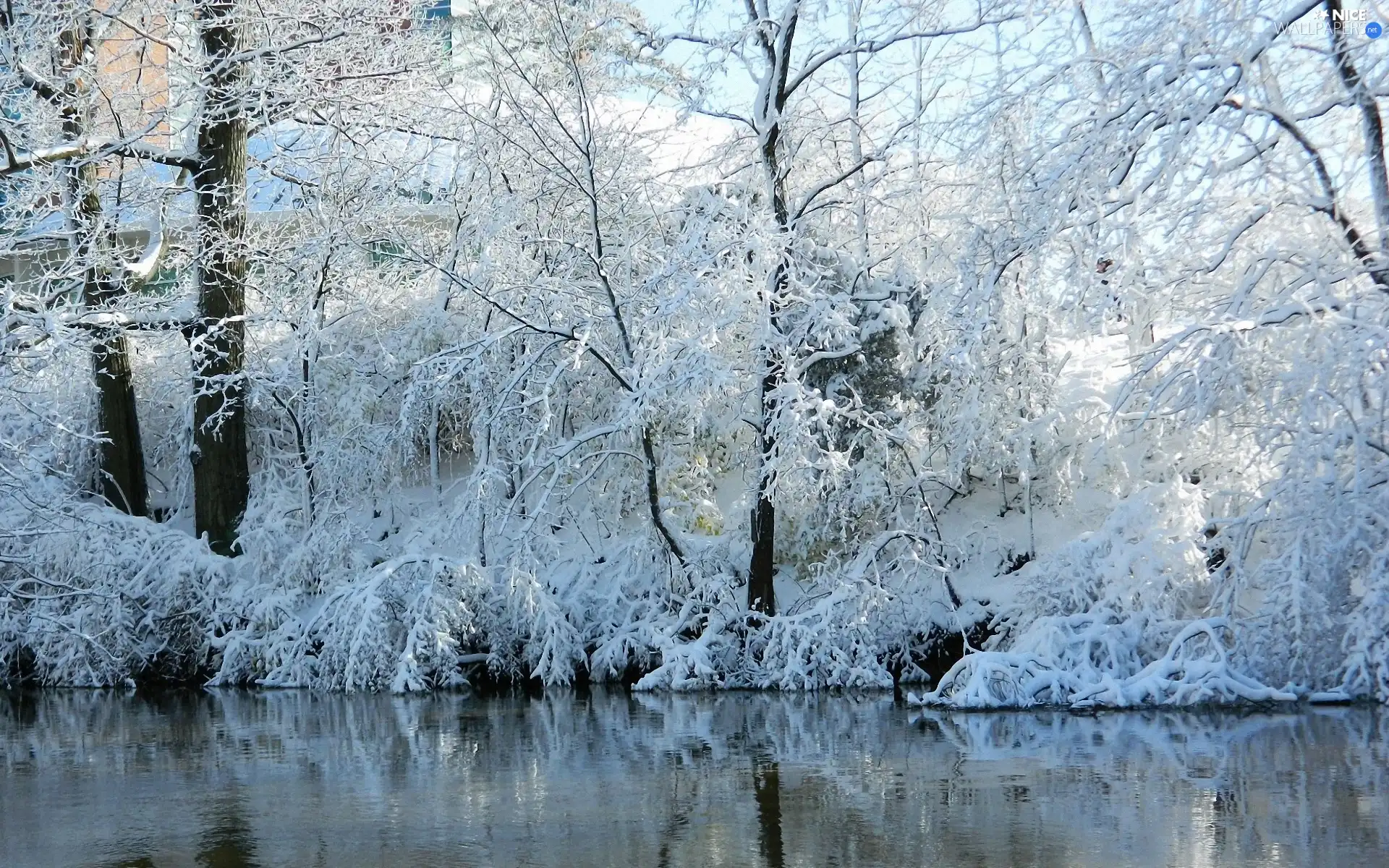 River, viewes, winter, trees