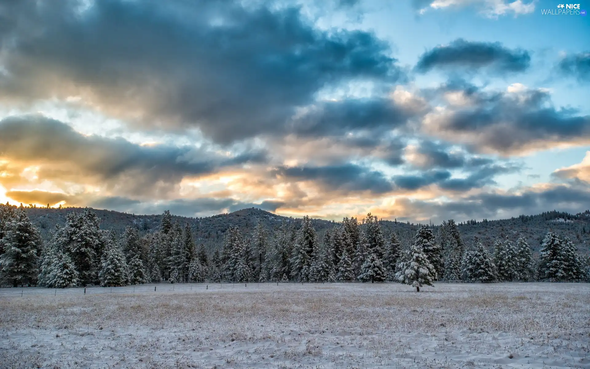 Sky, forest, winter, Mountains