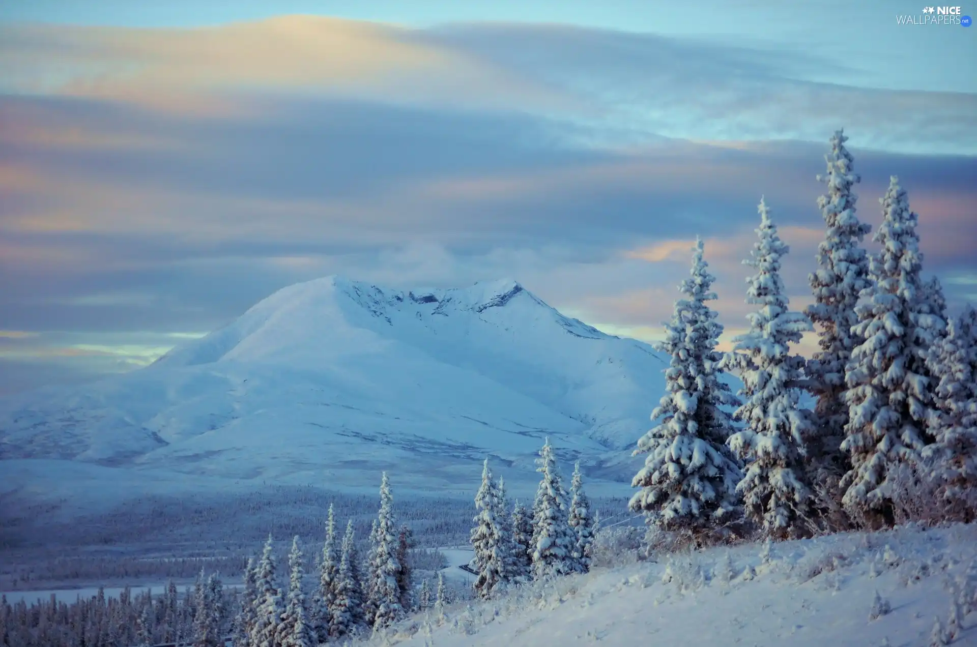 Sky, Spruces, winter, Mountains