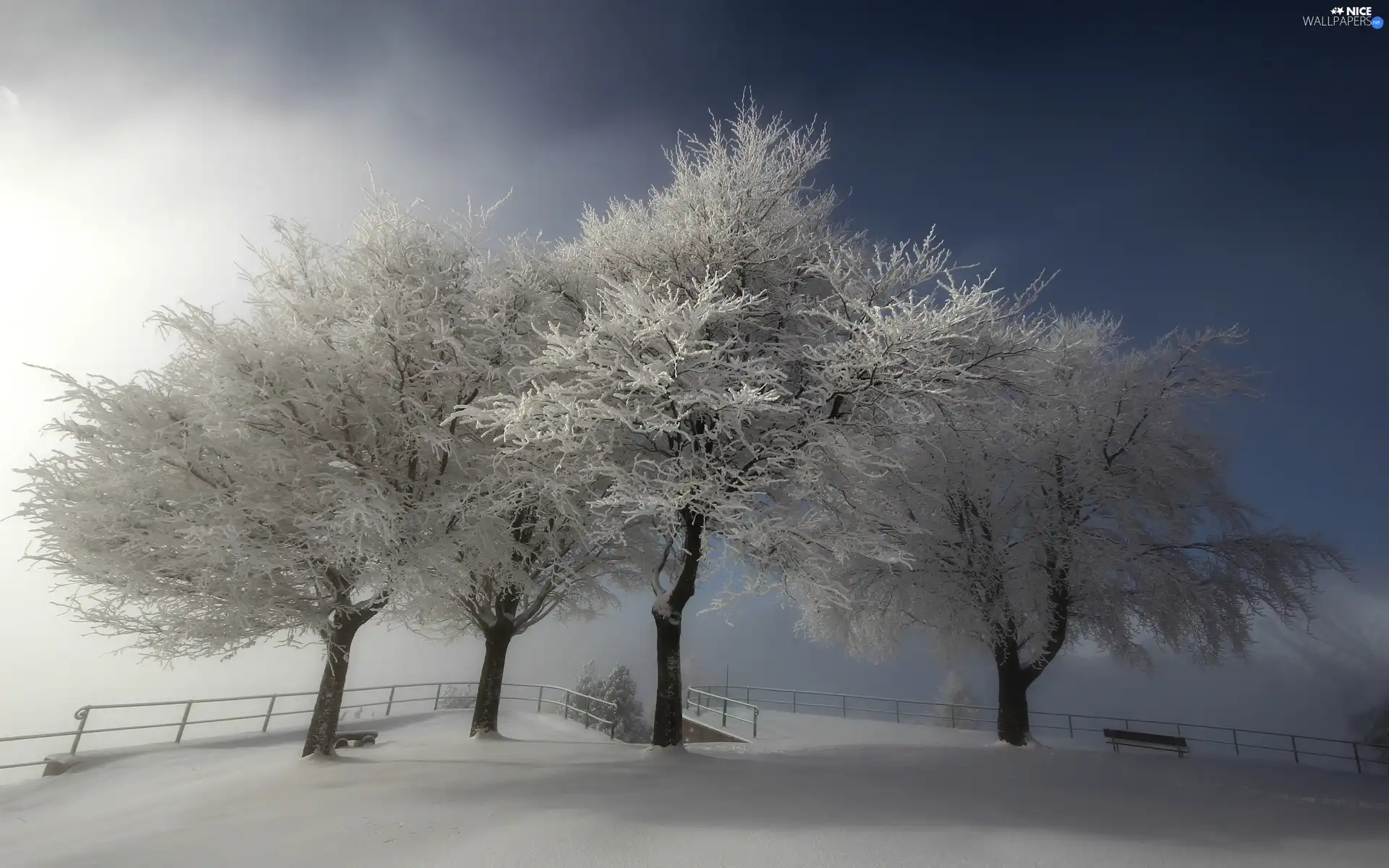 Sky, viewes, winter, trees