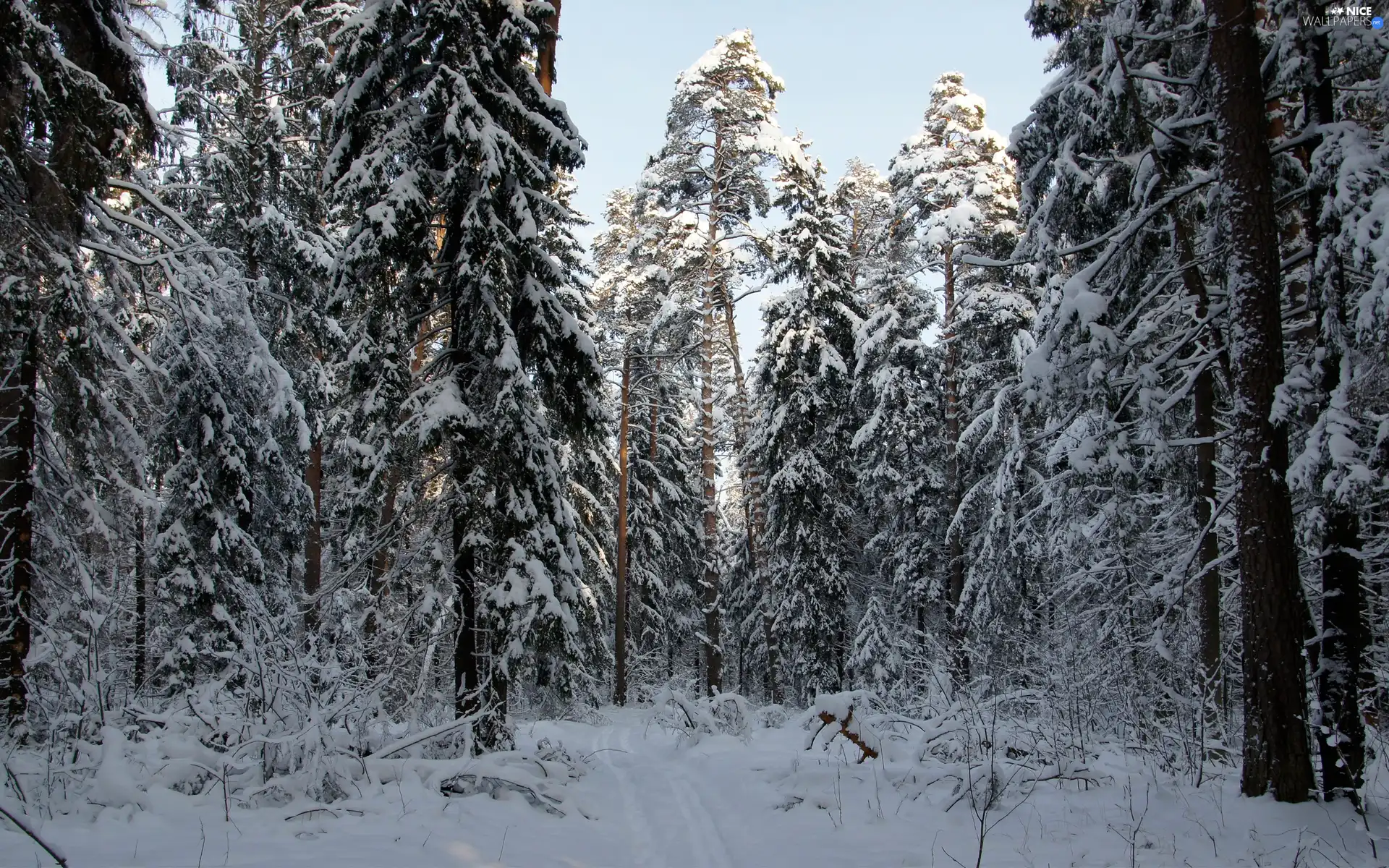 winter, forest, snow