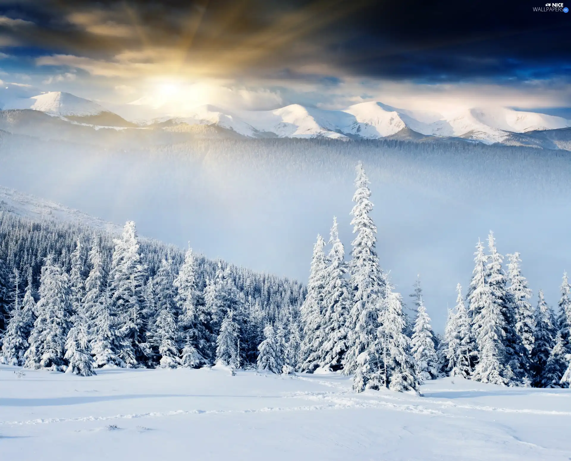 winter, forest, snow