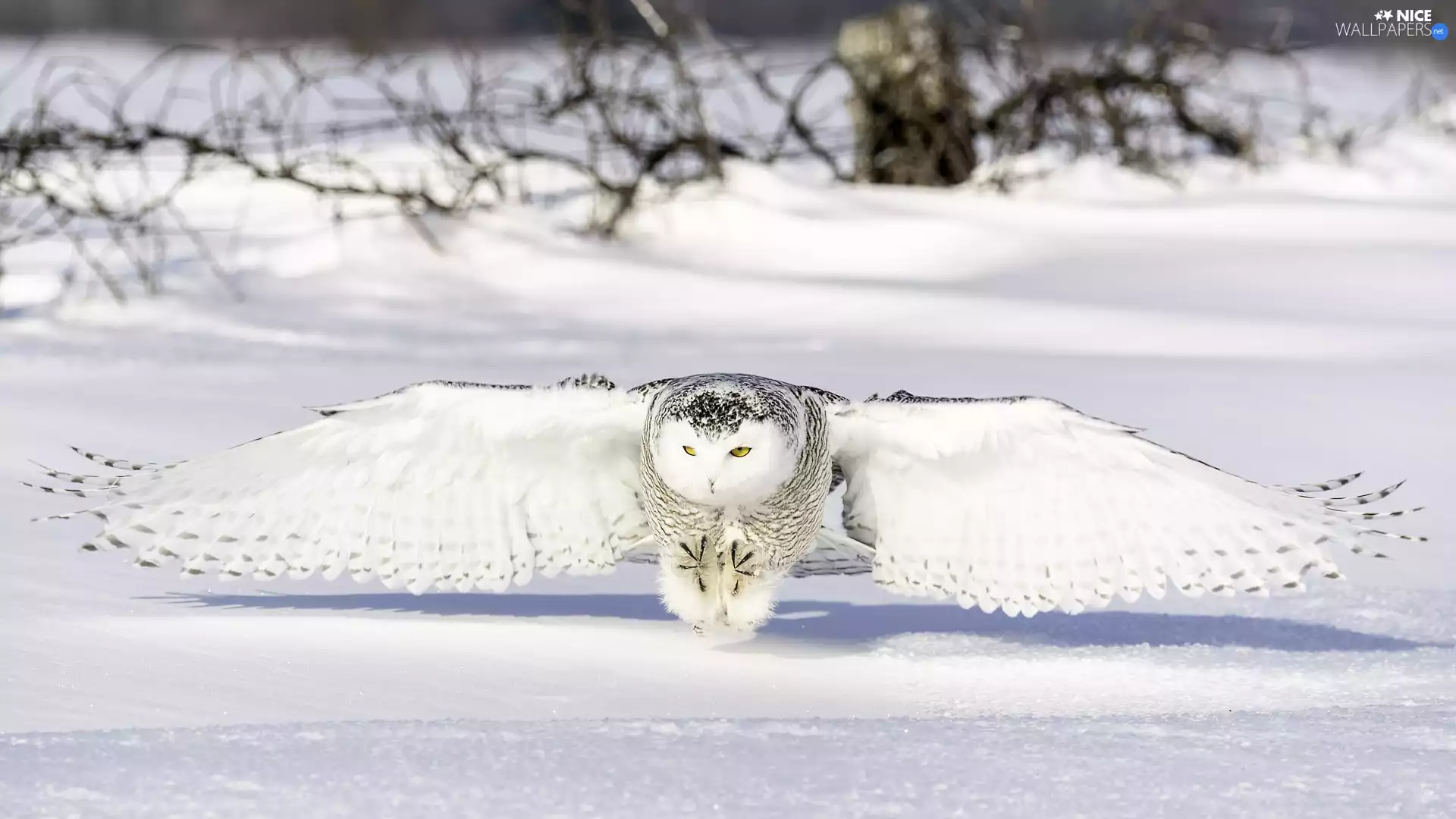 snow, Snowy Owl, winter