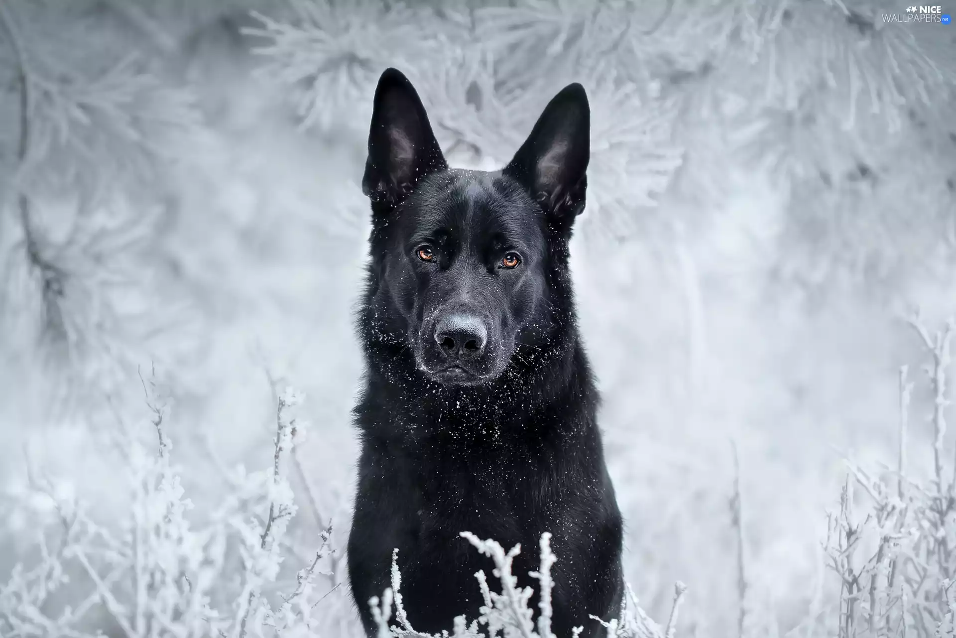 dog, winter, snow, German Shepherd