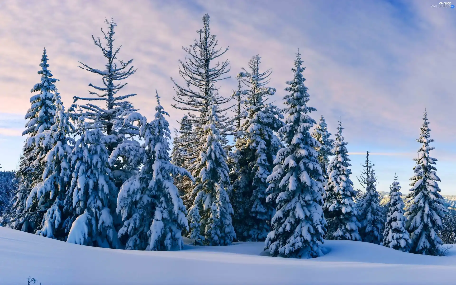 winter, Spruces, snow