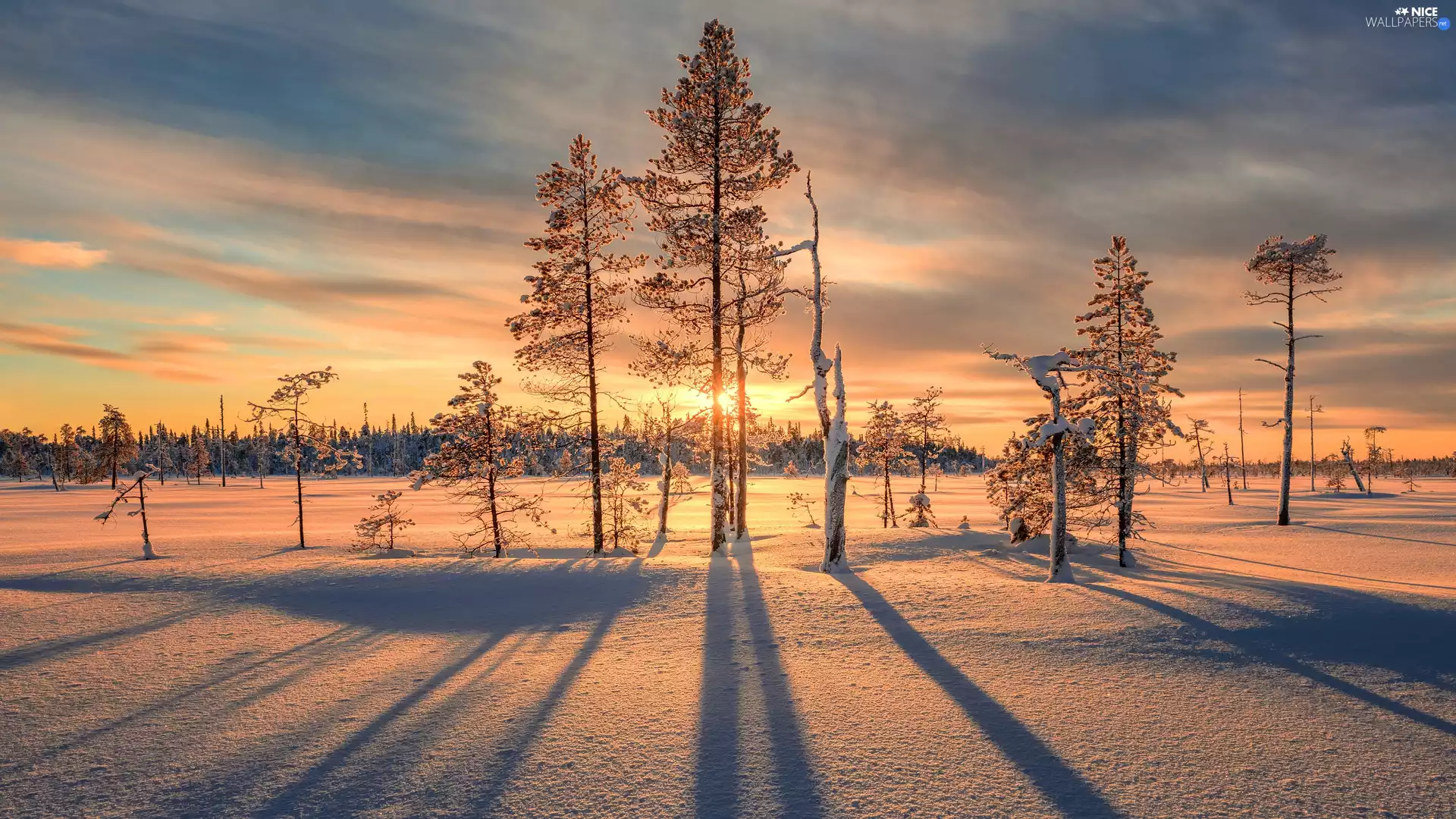 viewes, Great Sunsets, winter, trees, snow