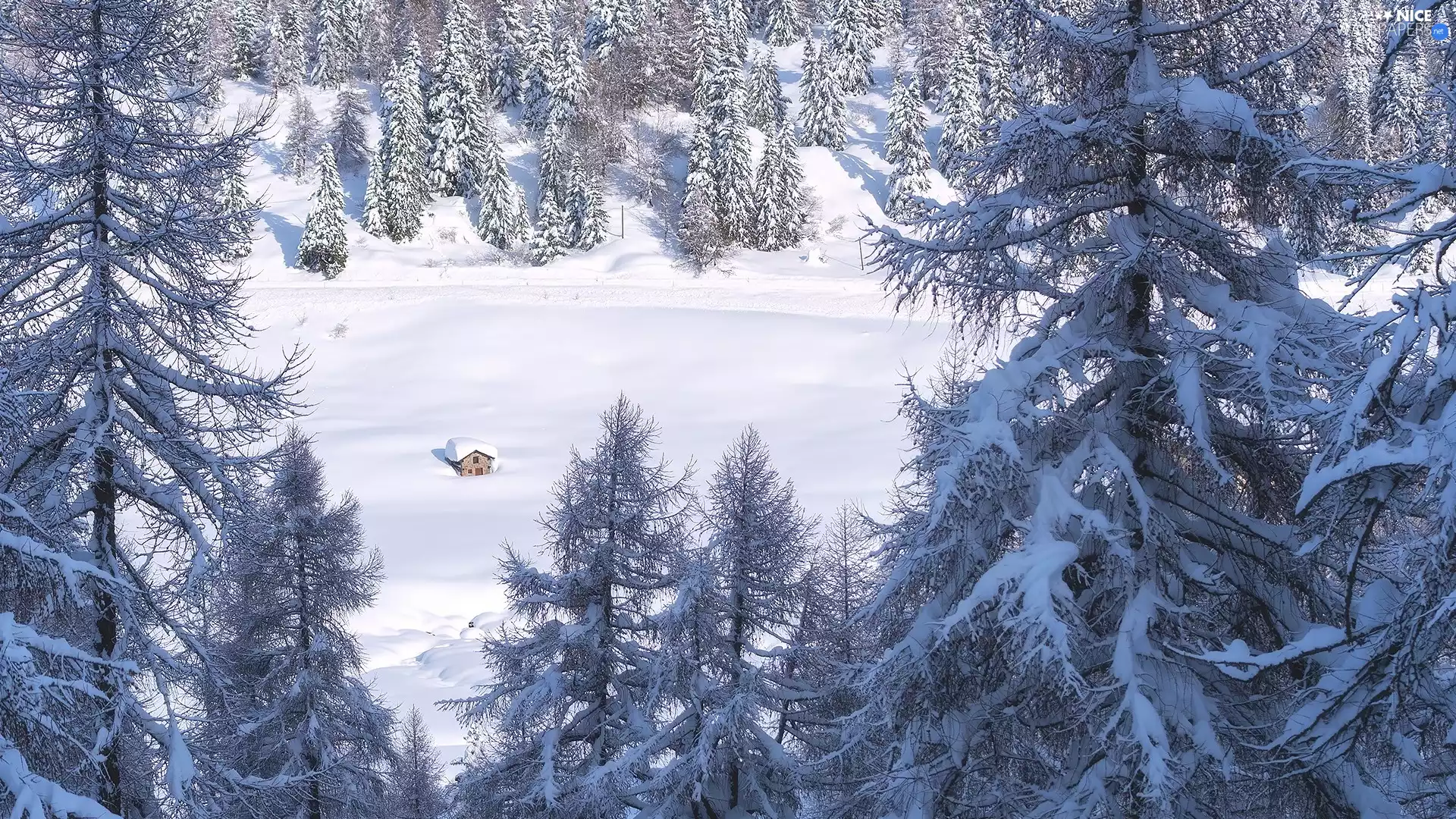 trees, forest, house, winter, viewes, Snowy