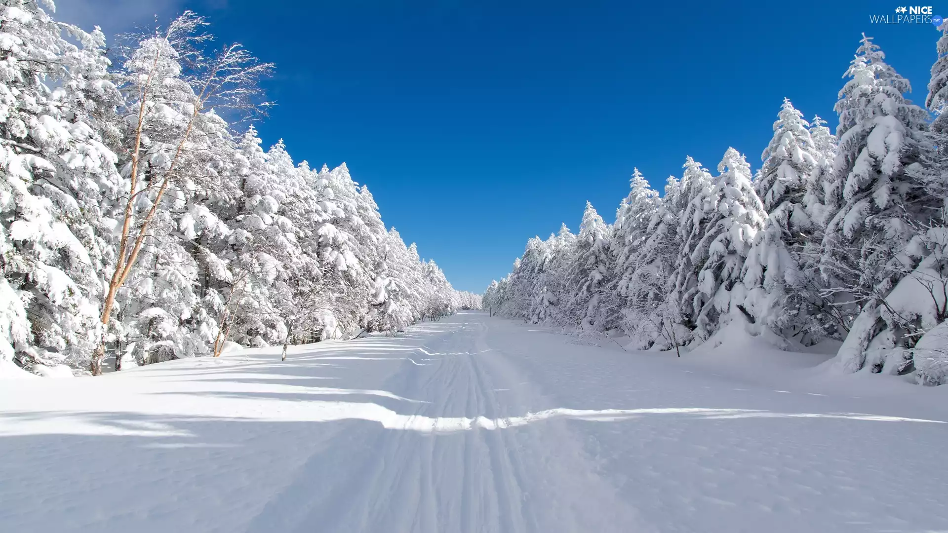 Mugikusa Pass, National road 299, Way, winter, Spruces, Chino, Japan, forest