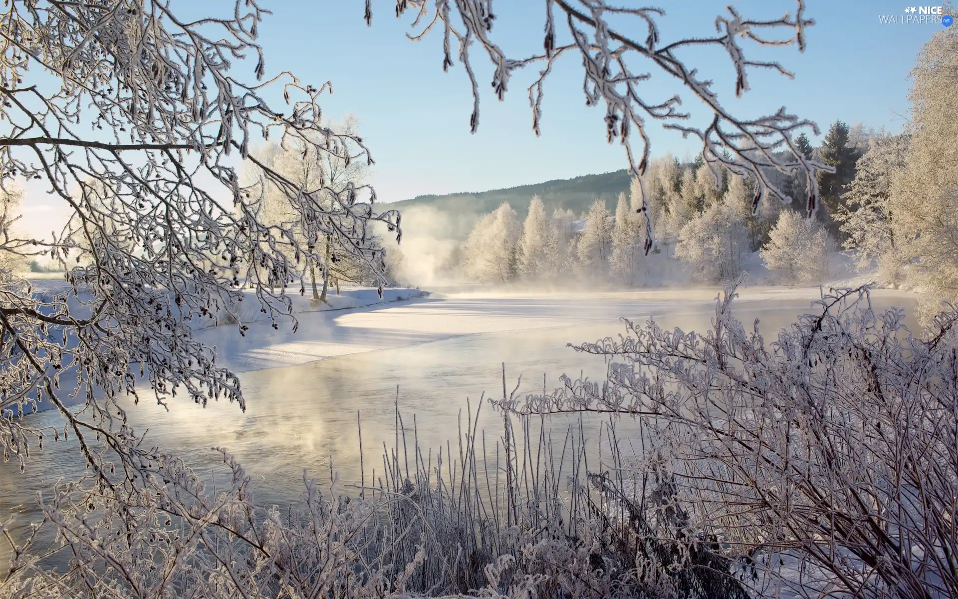 trees, Fog, winter, viewes