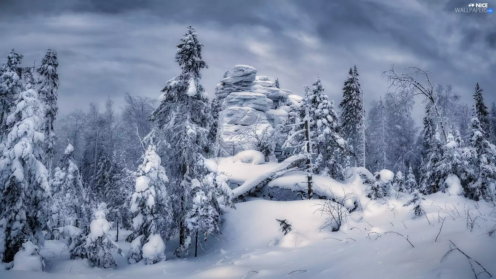 forest, winter, trees, viewes, rocks