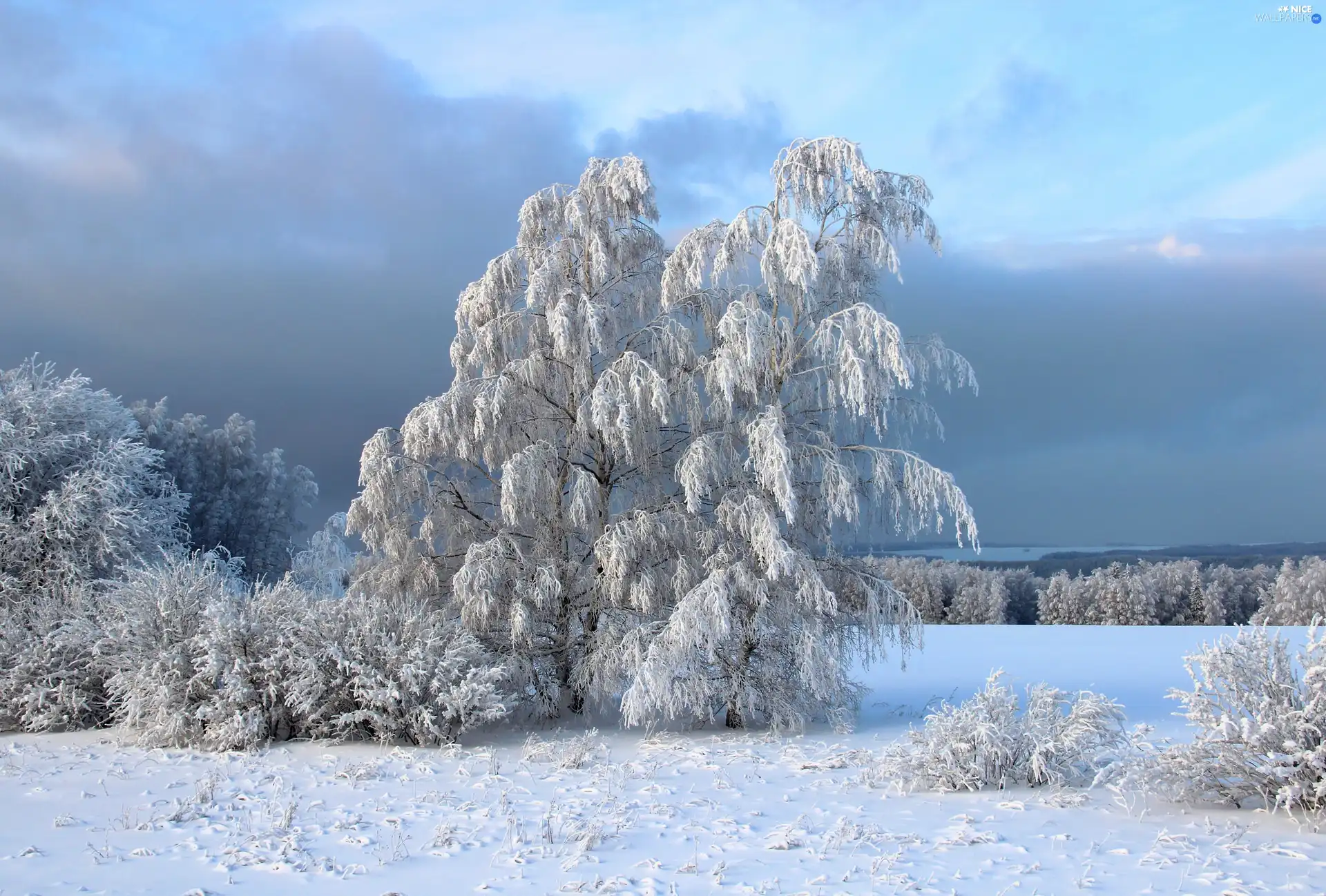 trees, snow, winter, viewes