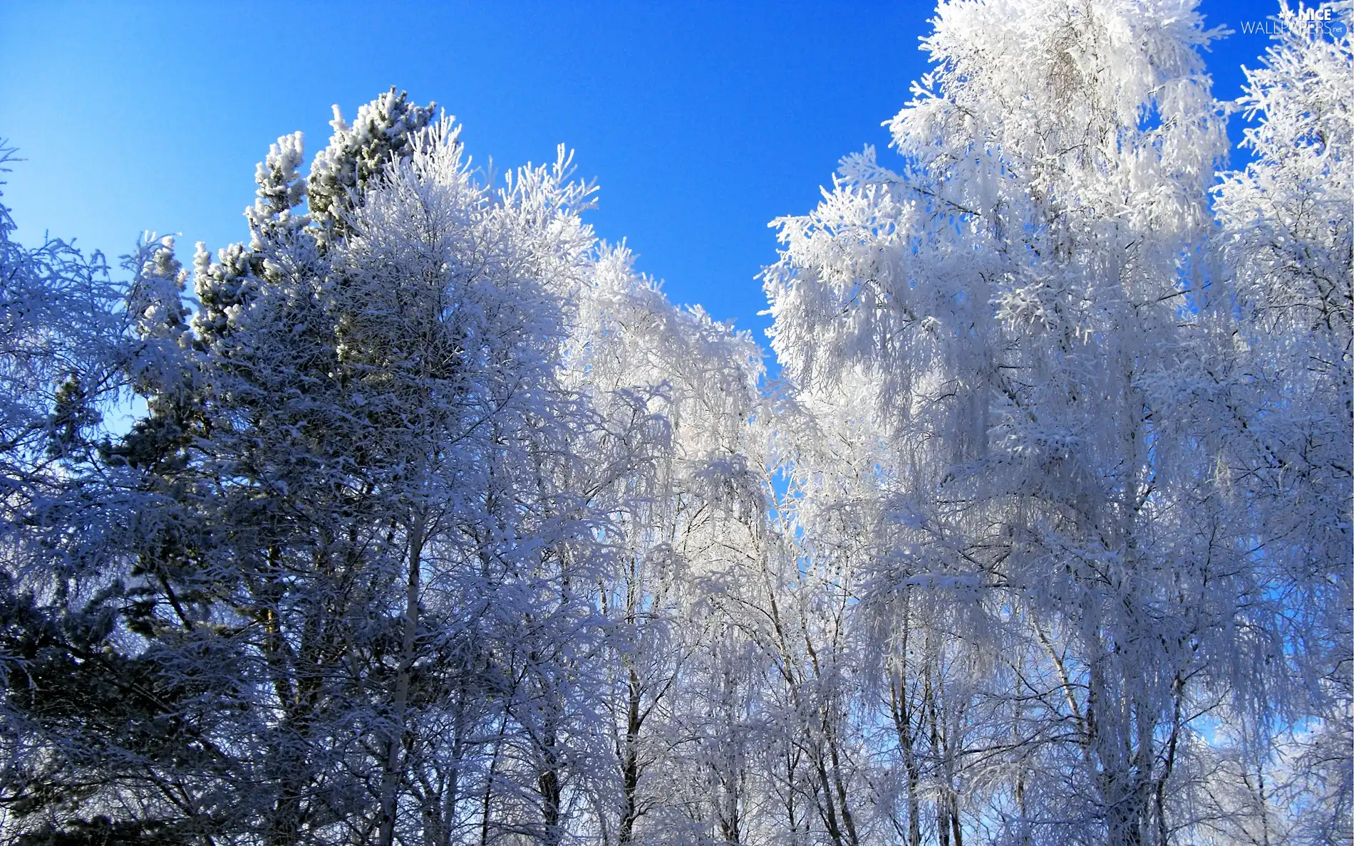 trees, snow, winter, viewes