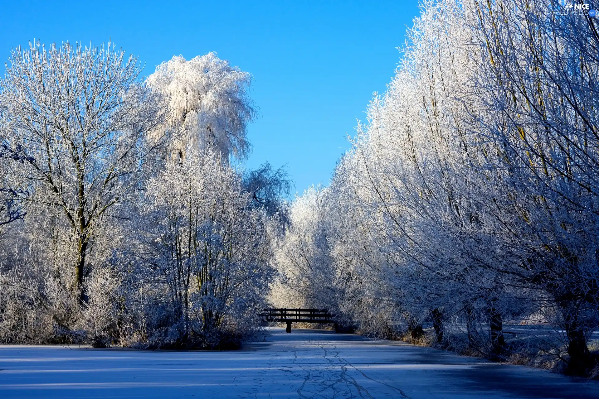 trees, snow, winter, viewes