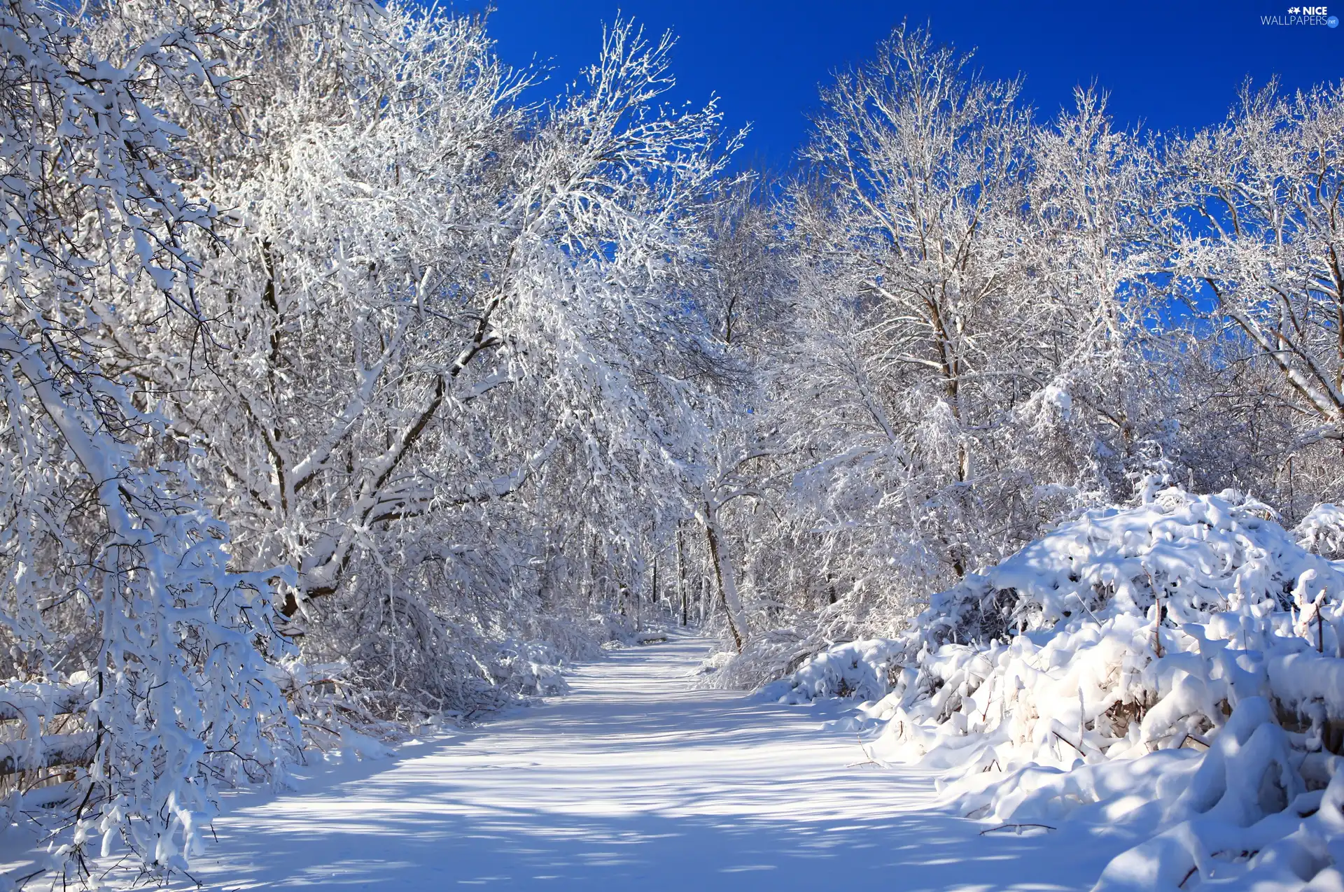 trees, snow, winter, viewes