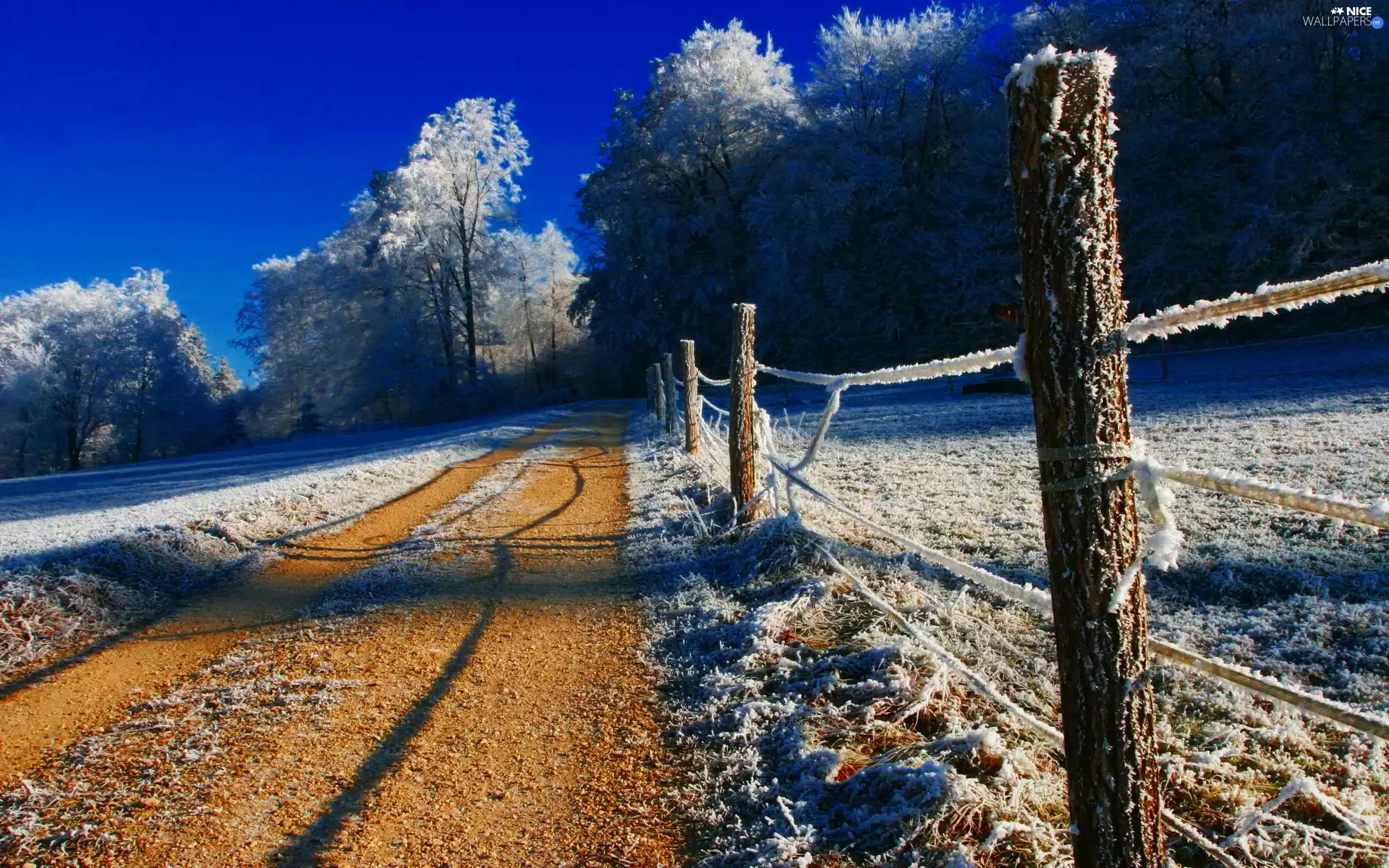 Way, forest, fence, winter
