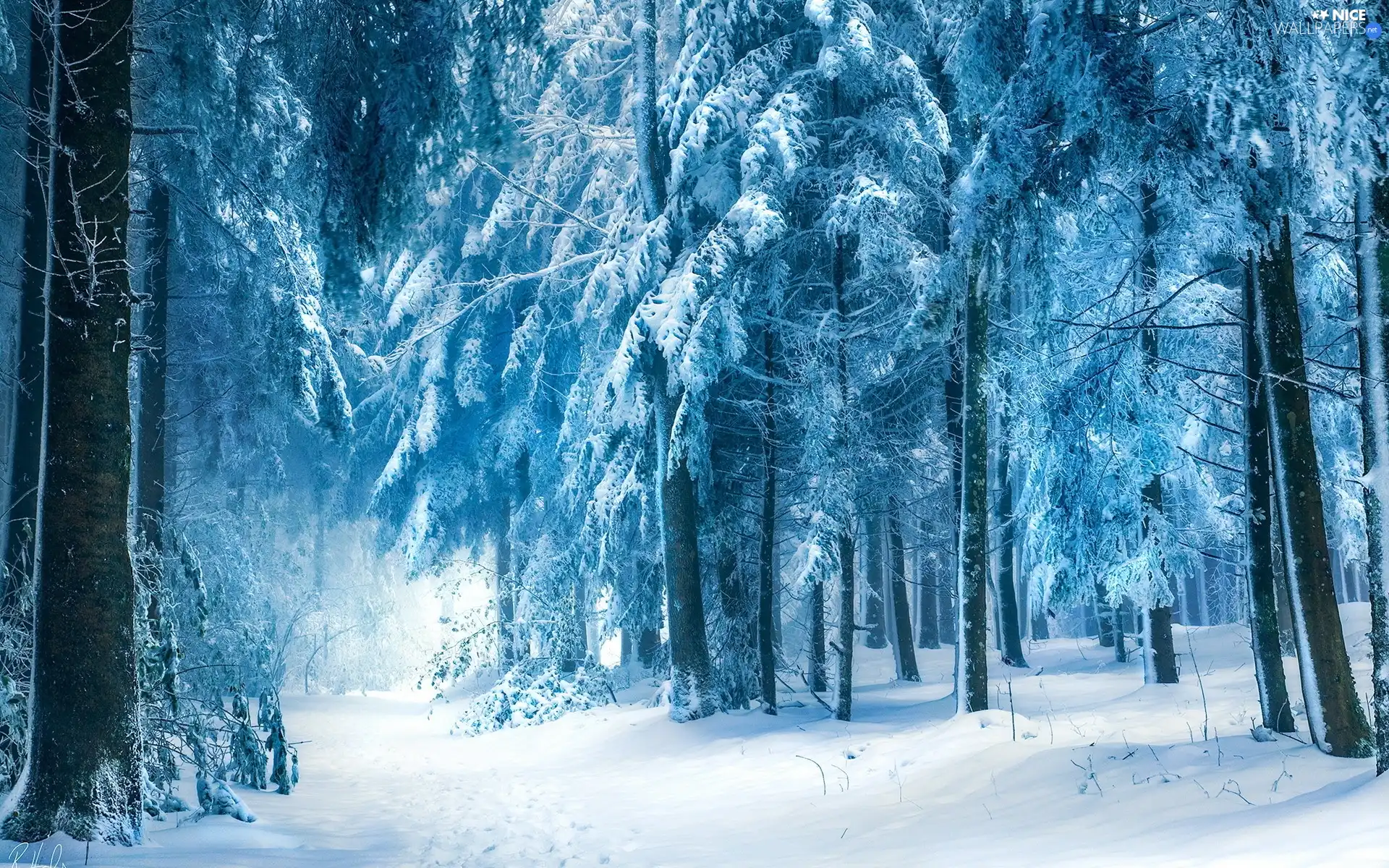winter, forest, Way