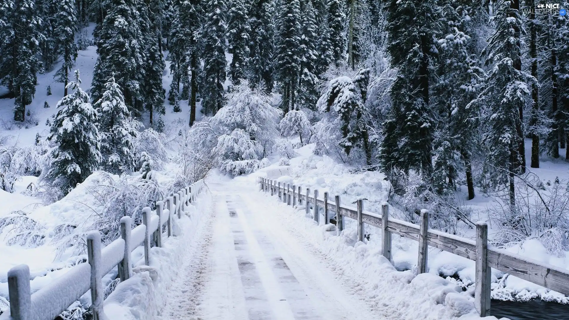 winter, forest, Way