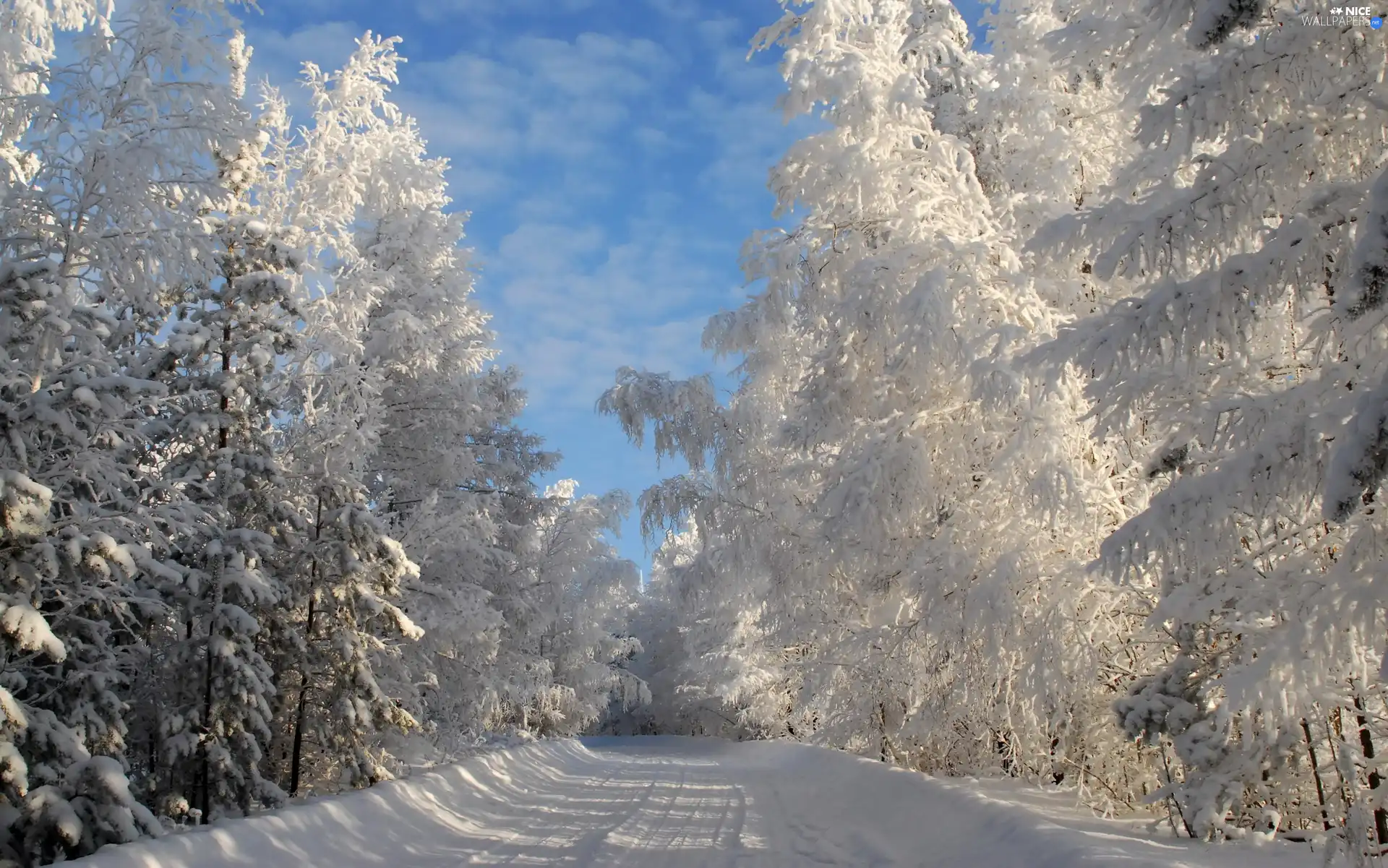 Way, forest, winter, by